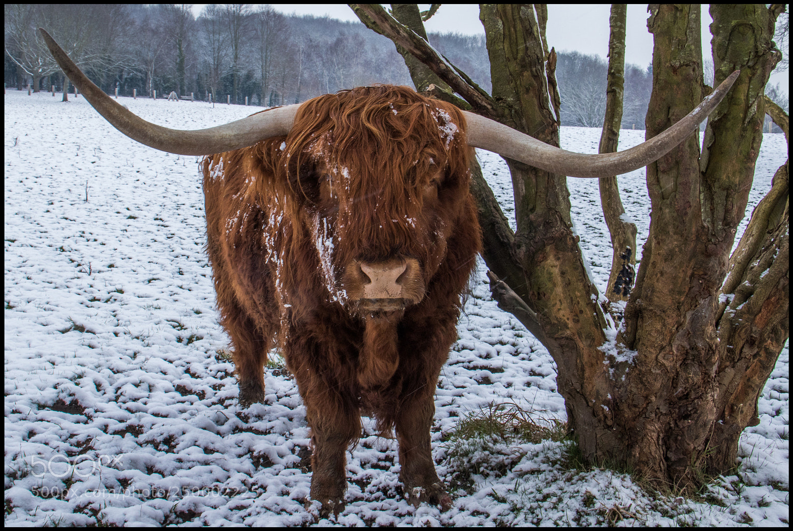 Canon EOS 7D Mark II sample photo. Highland cattle photography
