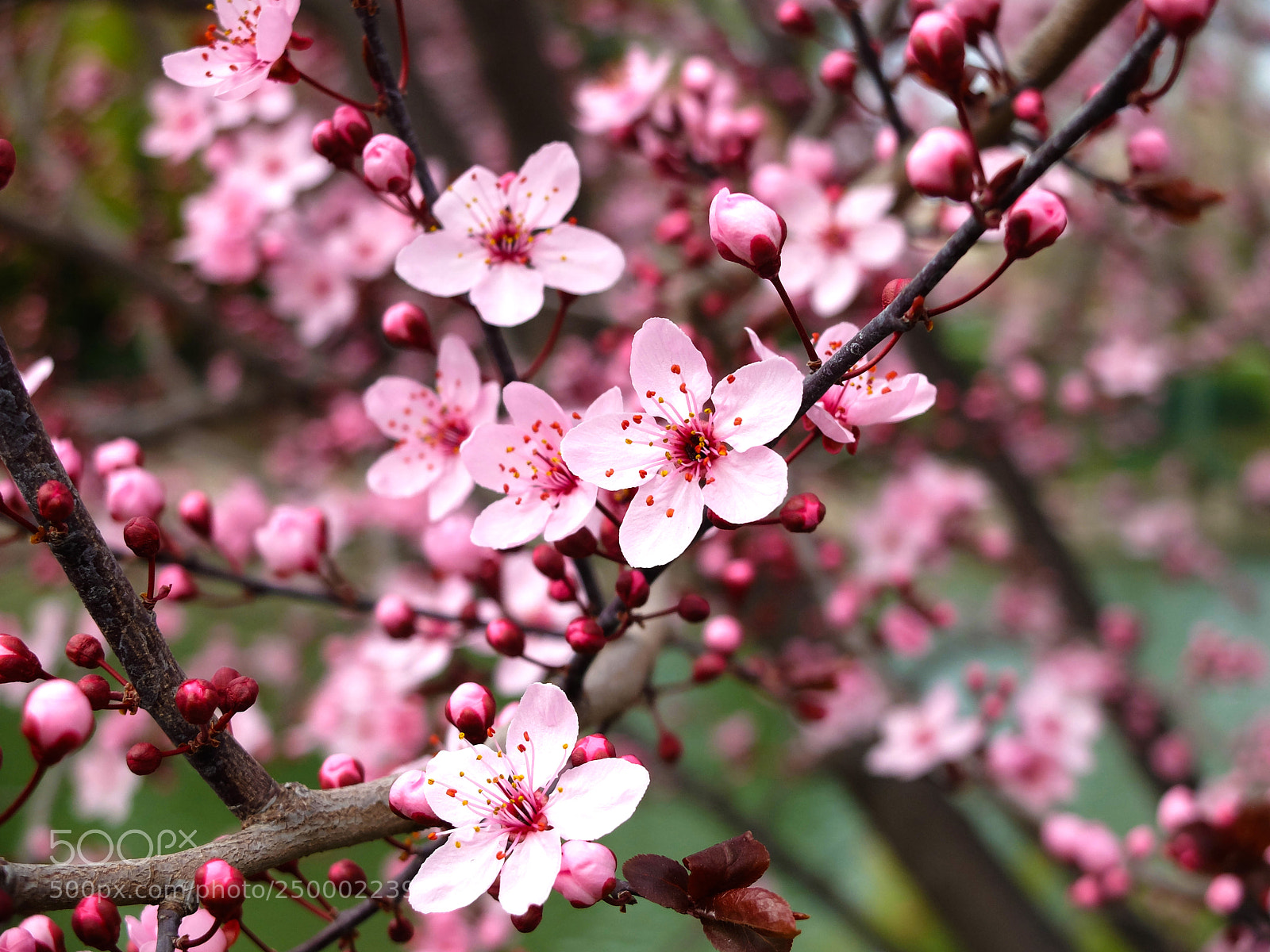 Fujifilm X20 sample photo. Spring photography
