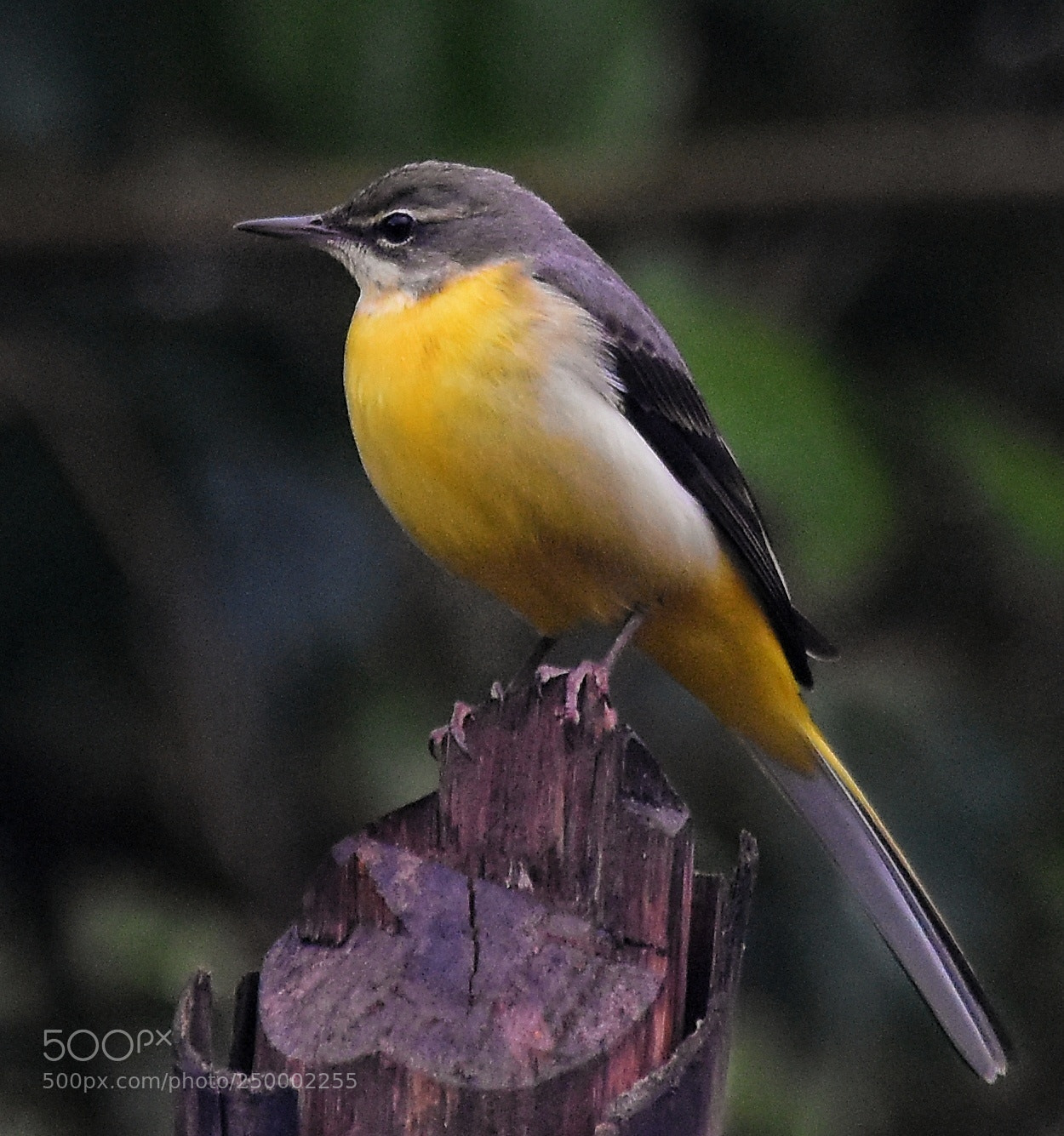 Nikon D7200 sample photo. Western yellow wagtail photography