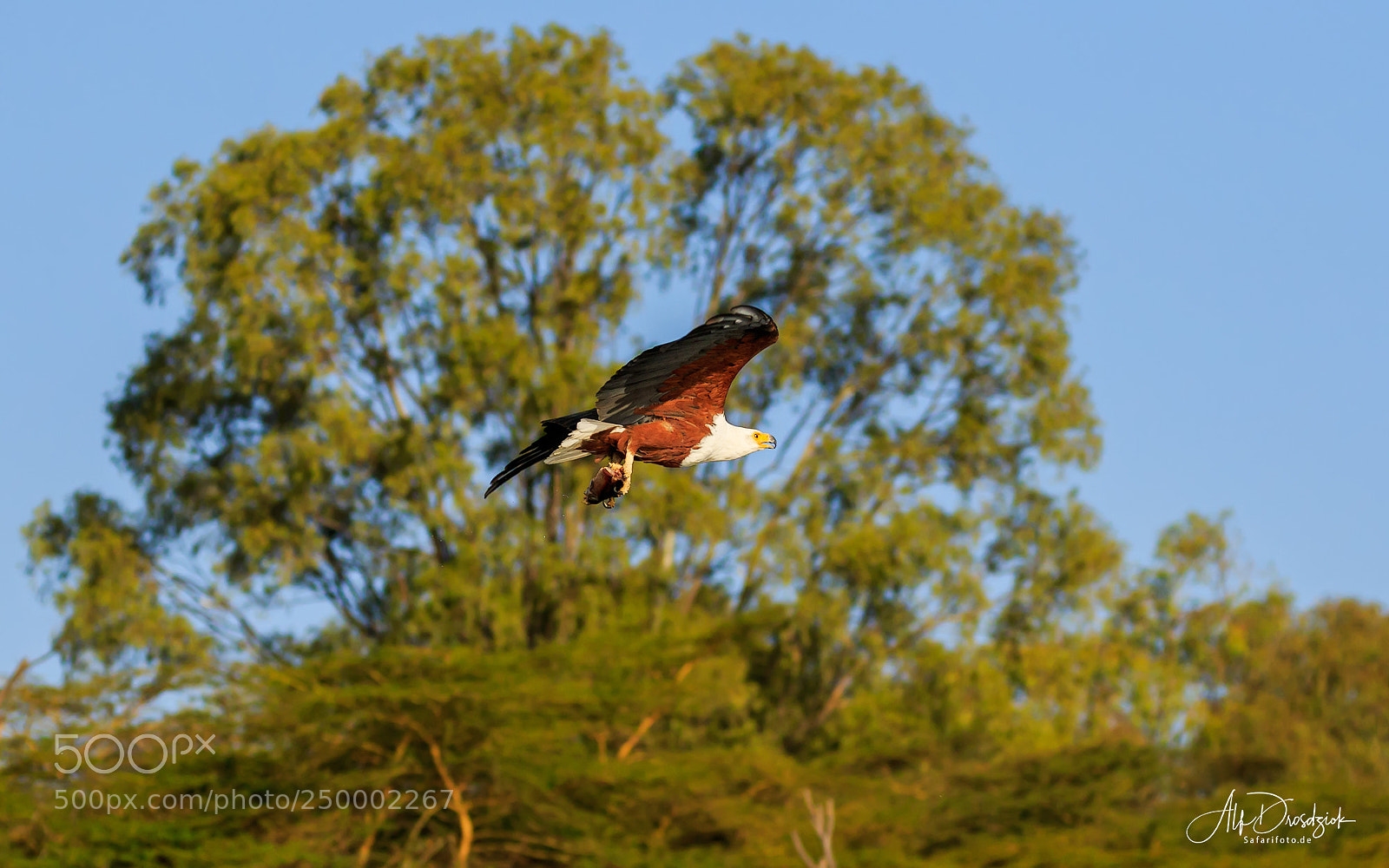 Canon EOS 7D Mark II sample photo. Flug des afrikanischen seeadlers photography