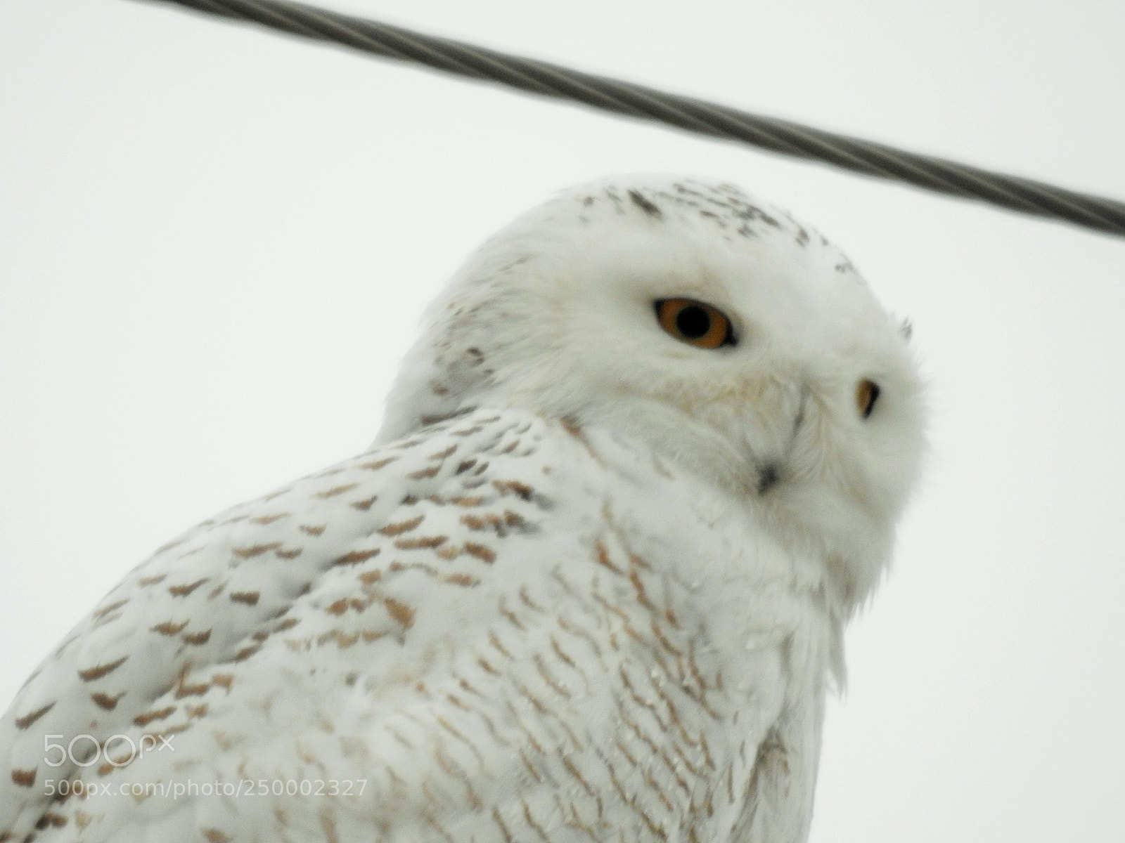 Nikon Coolpix P900 sample photo. Snowy owl photography