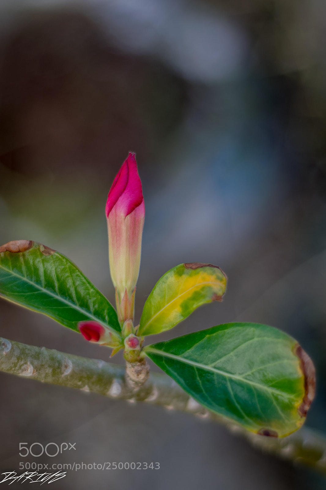 Nikon D3300 sample photo. In bloom photography