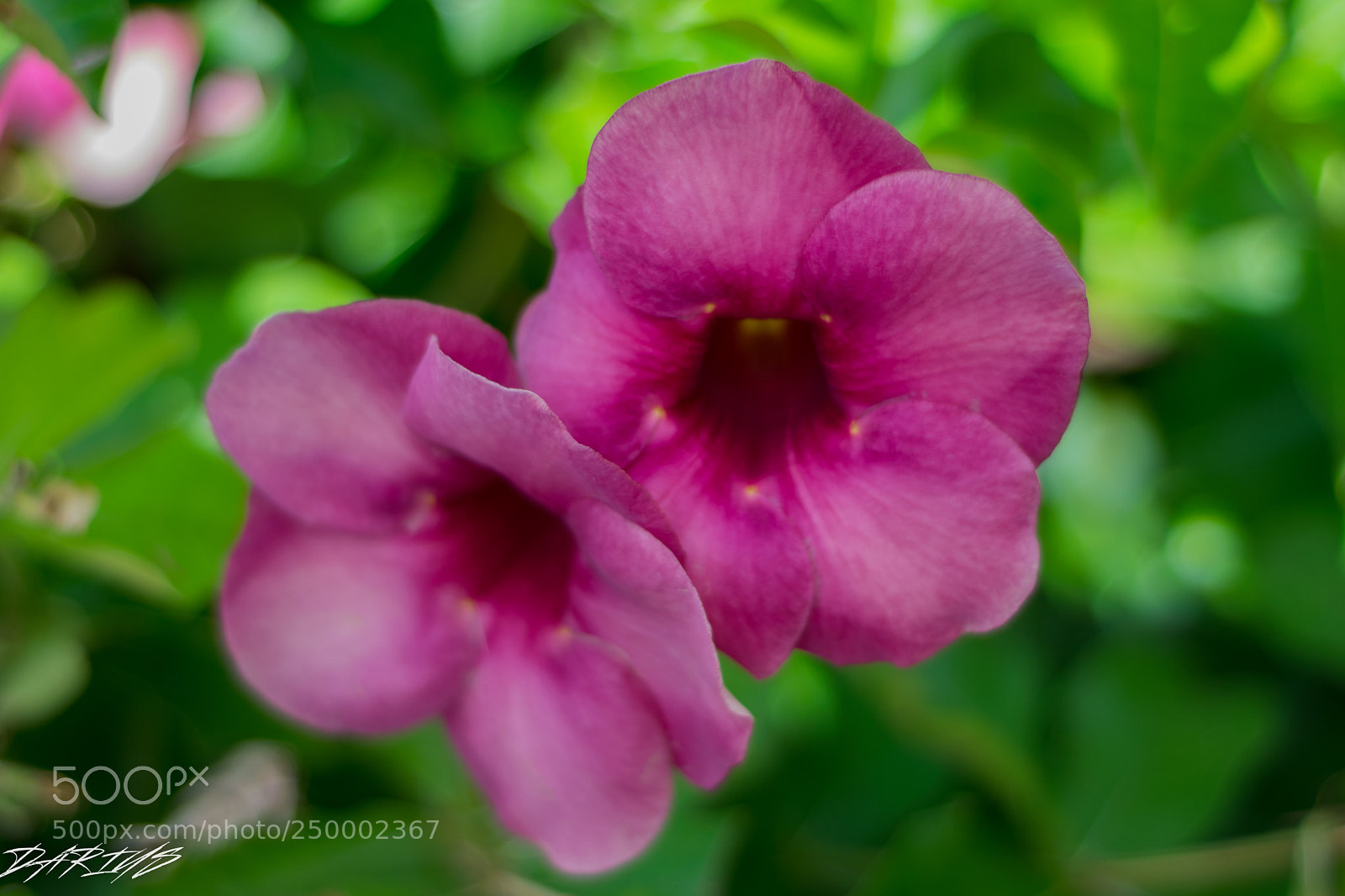 Nikon D3300 sample photo. Togetherness photography