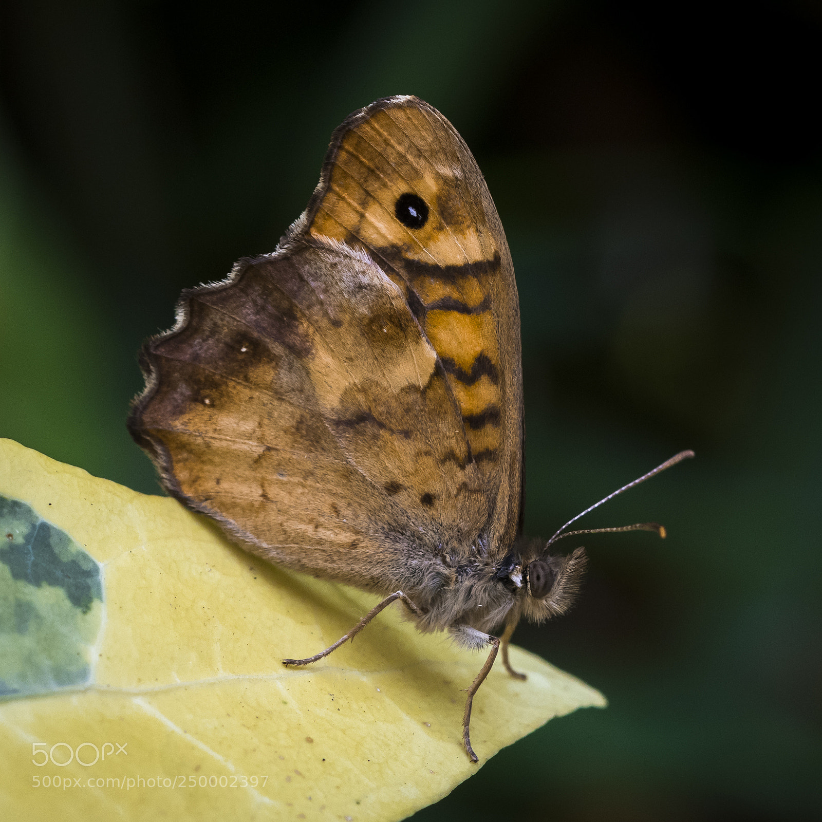 Nikon D500 sample photo. Pararge aegeria photography