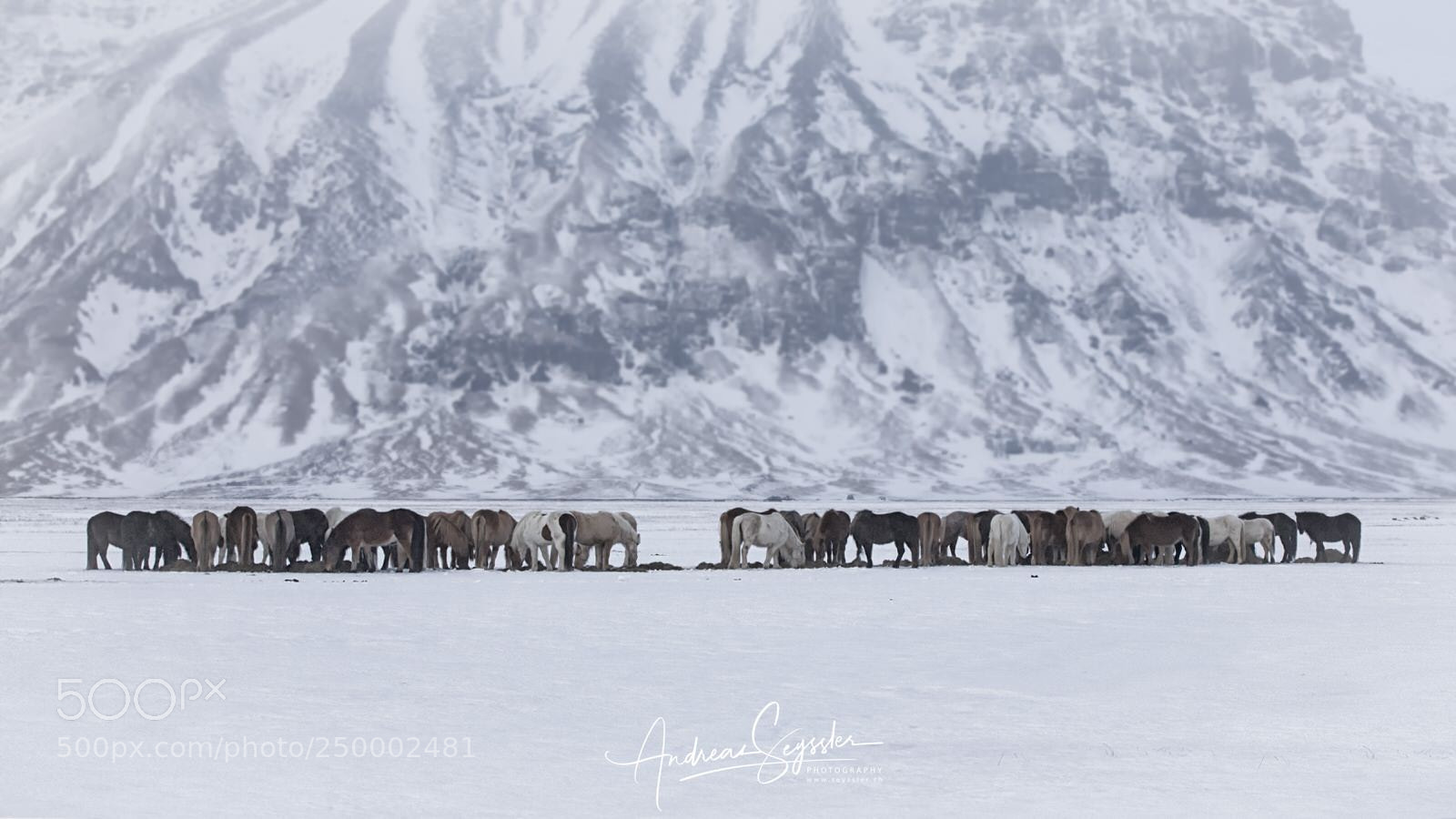 Canon EOS 5D Mark IV sample photo. Iceland horses photography