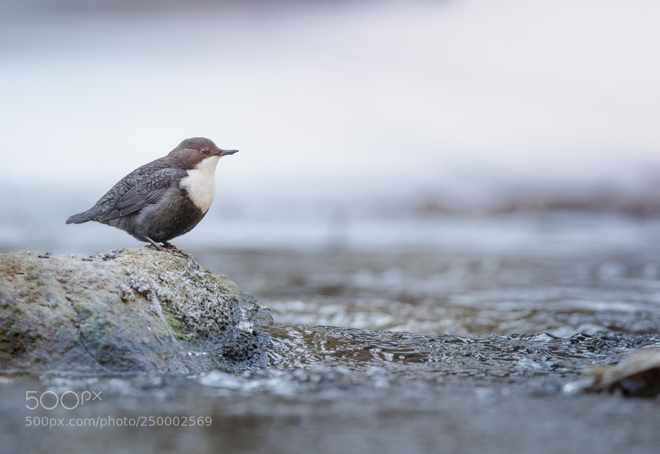 Canon EOS-1D X sample photo. Dipper photography