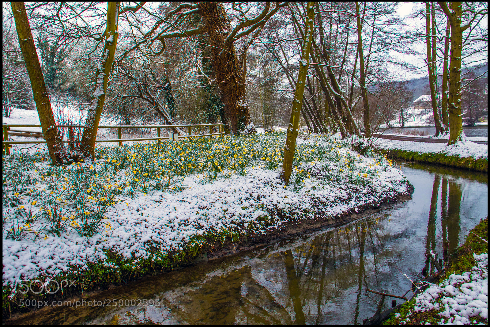 Canon EOS 7D Mark II sample photo. Jonquilles dans la neige photography