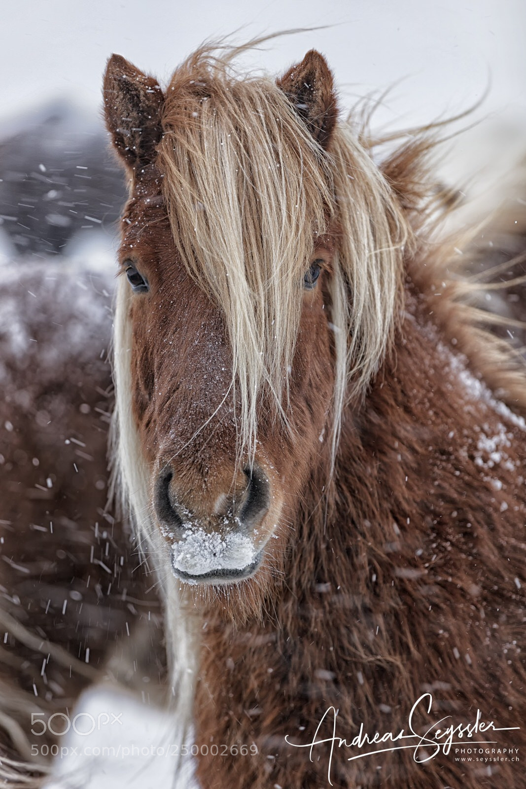 Canon EOS 5DS R sample photo. Iceland horse photography