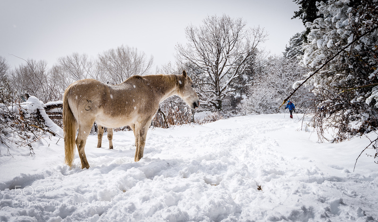 Nikon D810 sample photo. Horse in the snow photography