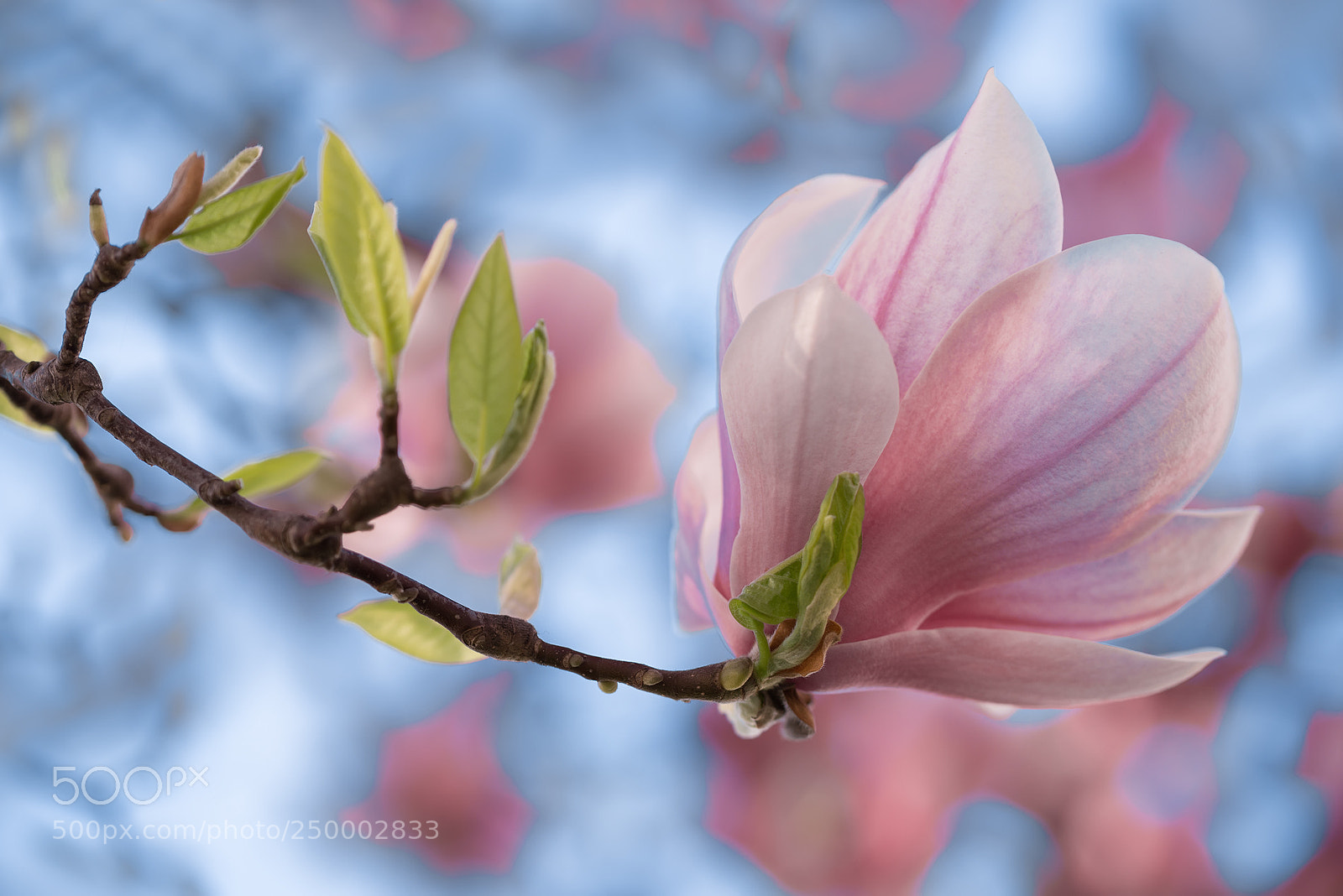 Nikon D610 sample photo. Magnolija photography