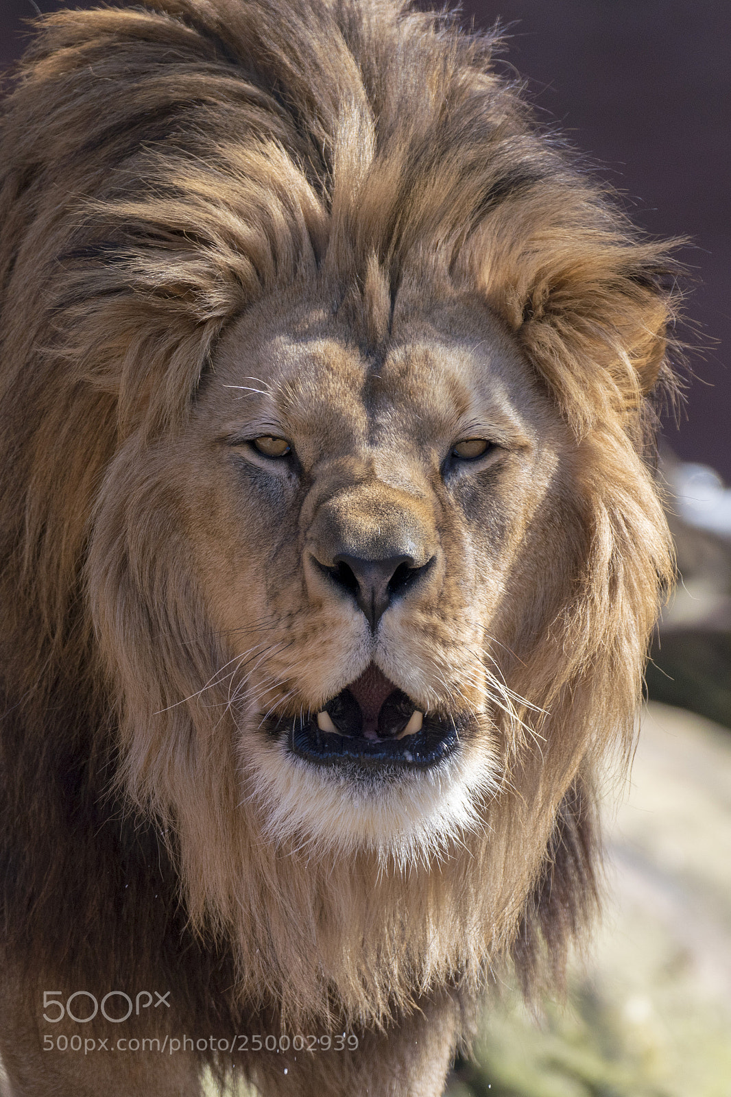 Sony a7R III sample photo. Lion photography