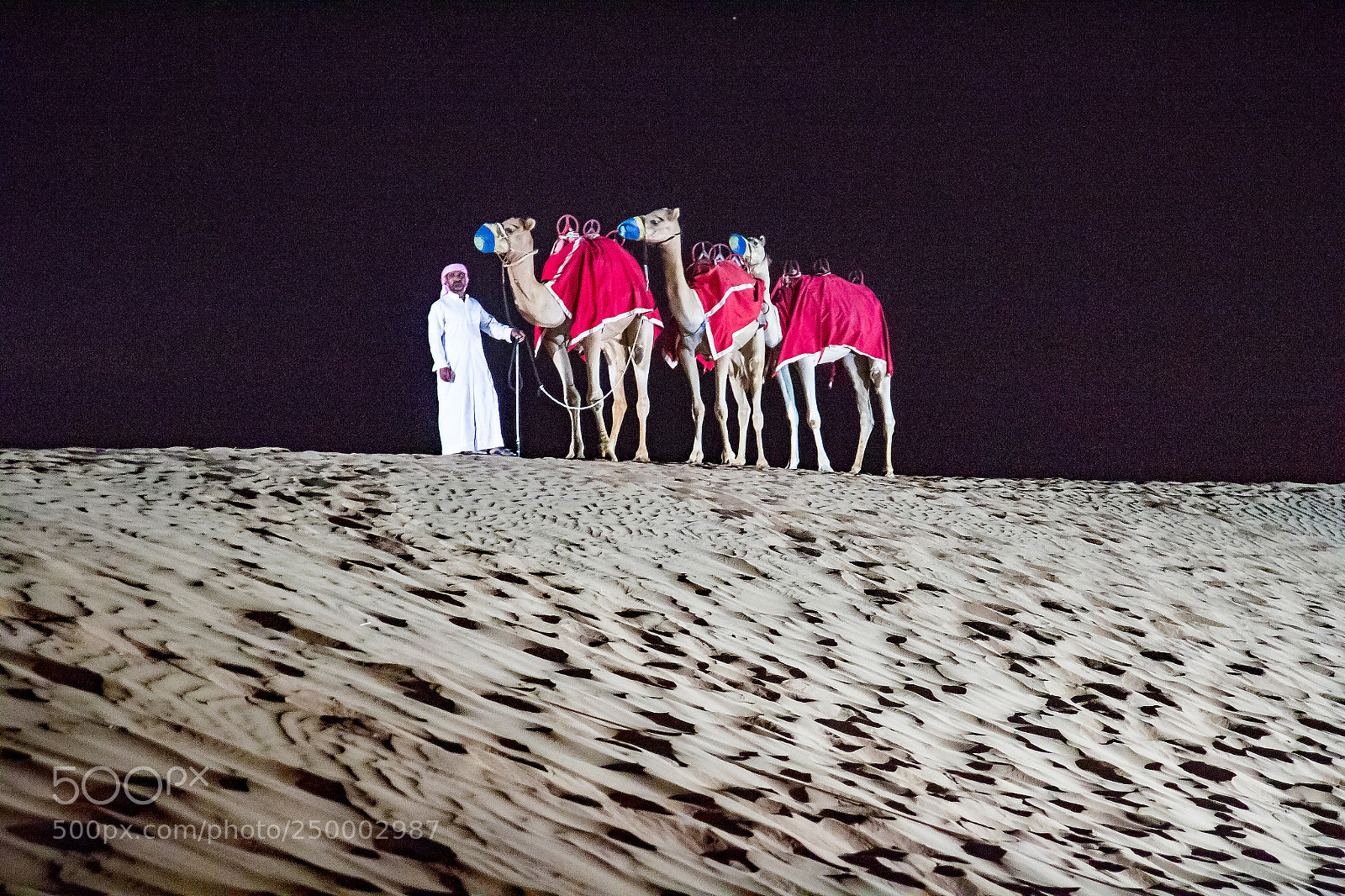 Canon EOS 600D (Rebel EOS T3i / EOS Kiss X5) sample photo. Camel posing photography