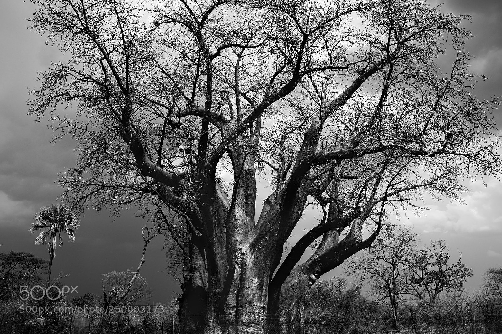 Samsung NX30 sample photo. The big tree at photography