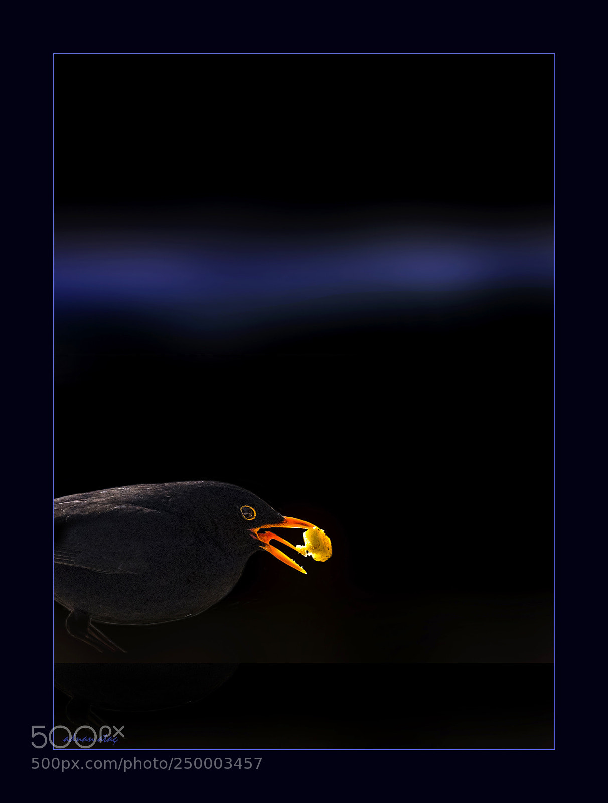 Nikon D5 sample photo. Karatavuk - common blackbird photography