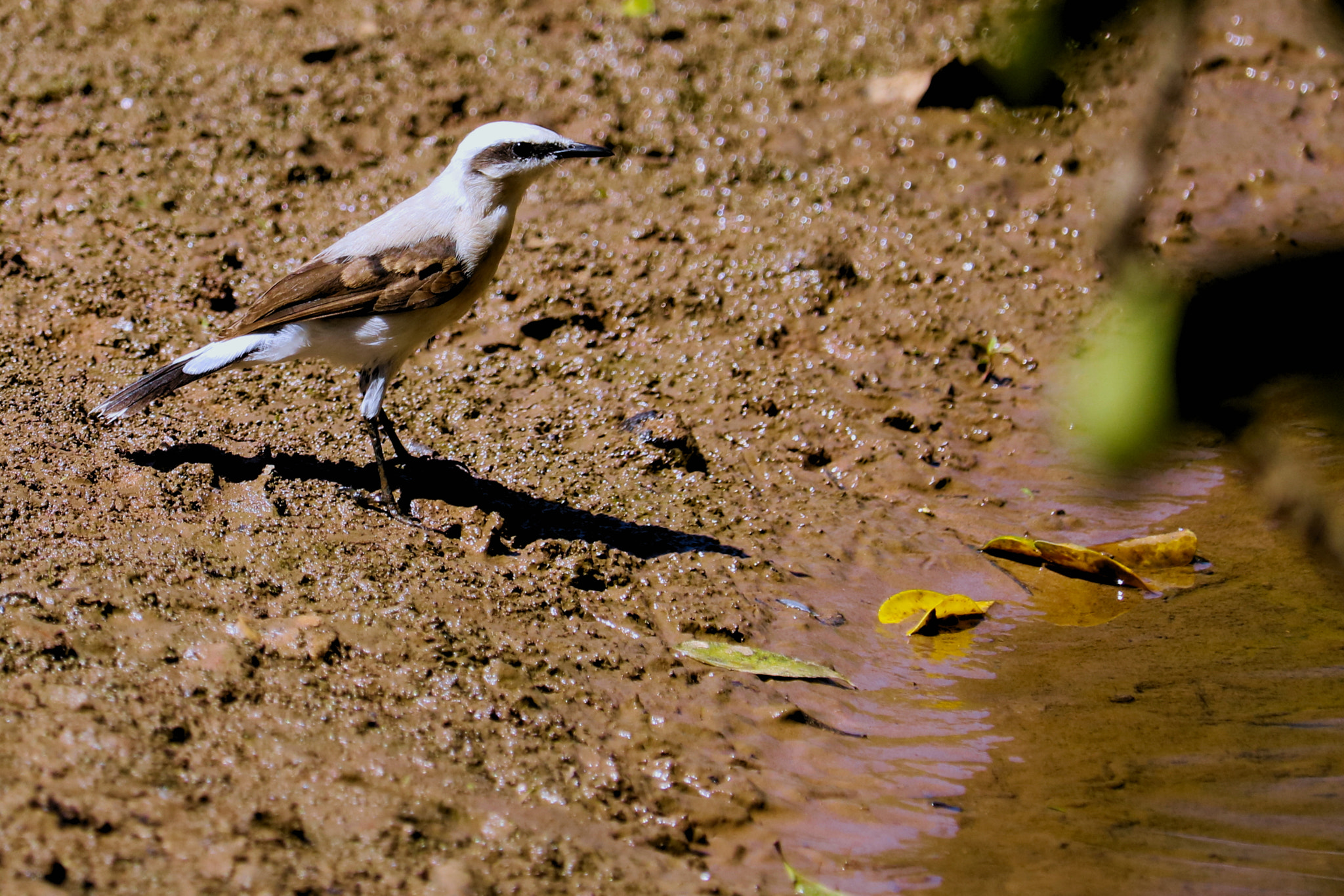 Canon EF-S 55-250mm F4-5.6 IS STM sample photo. Lavadeira mascarada (fluvicola nengeta) photography
