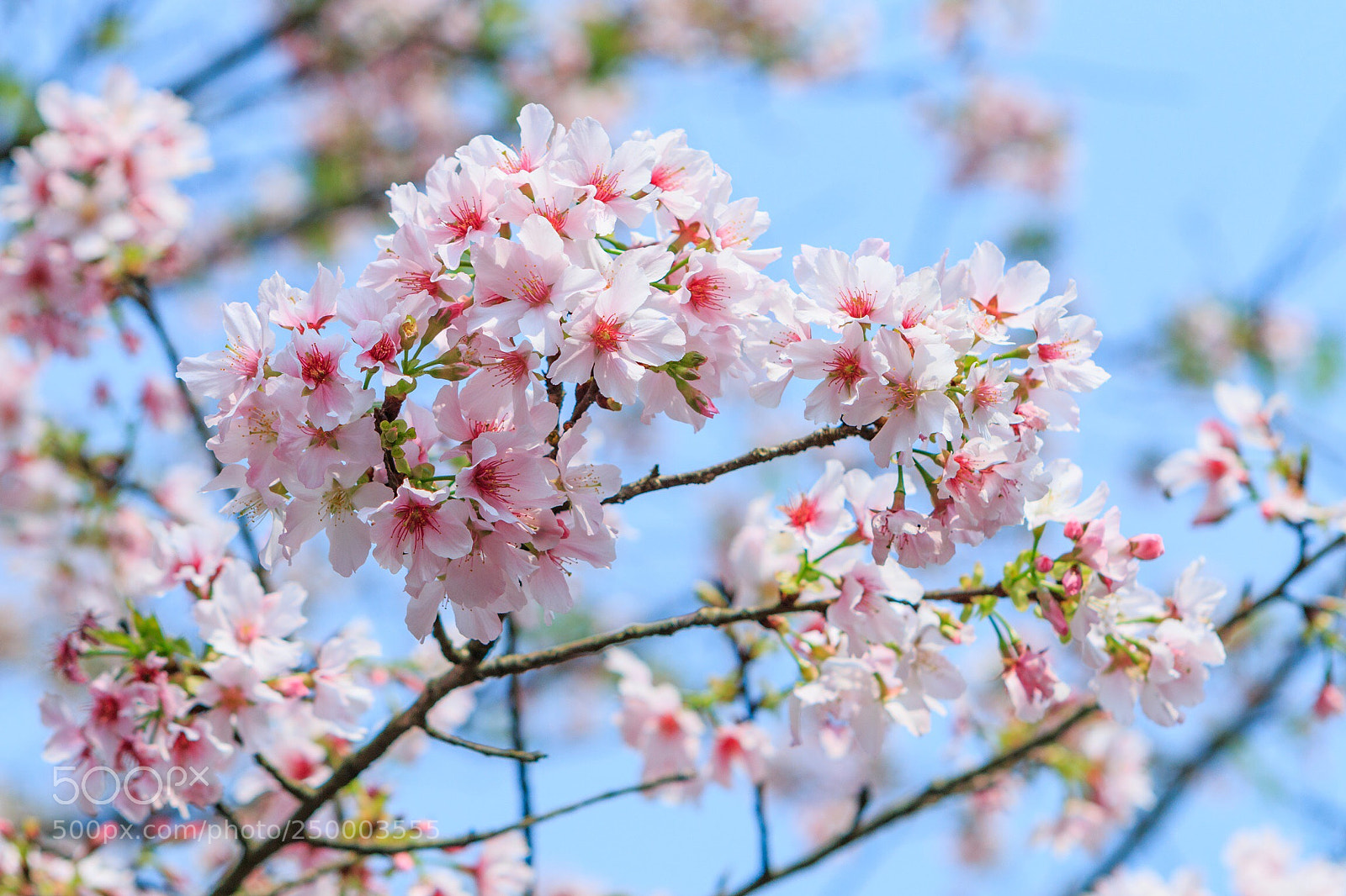 Canon EOS 70D sample photo. Cherry blossoms photography