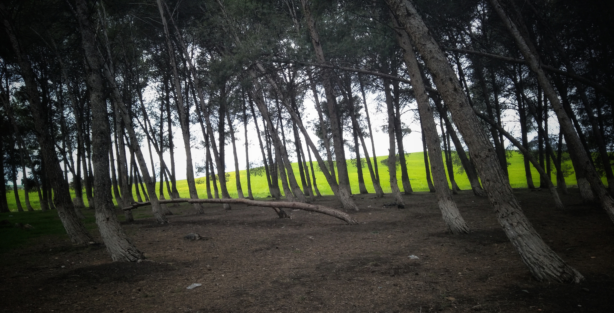OPPO CPH1701 sample photo