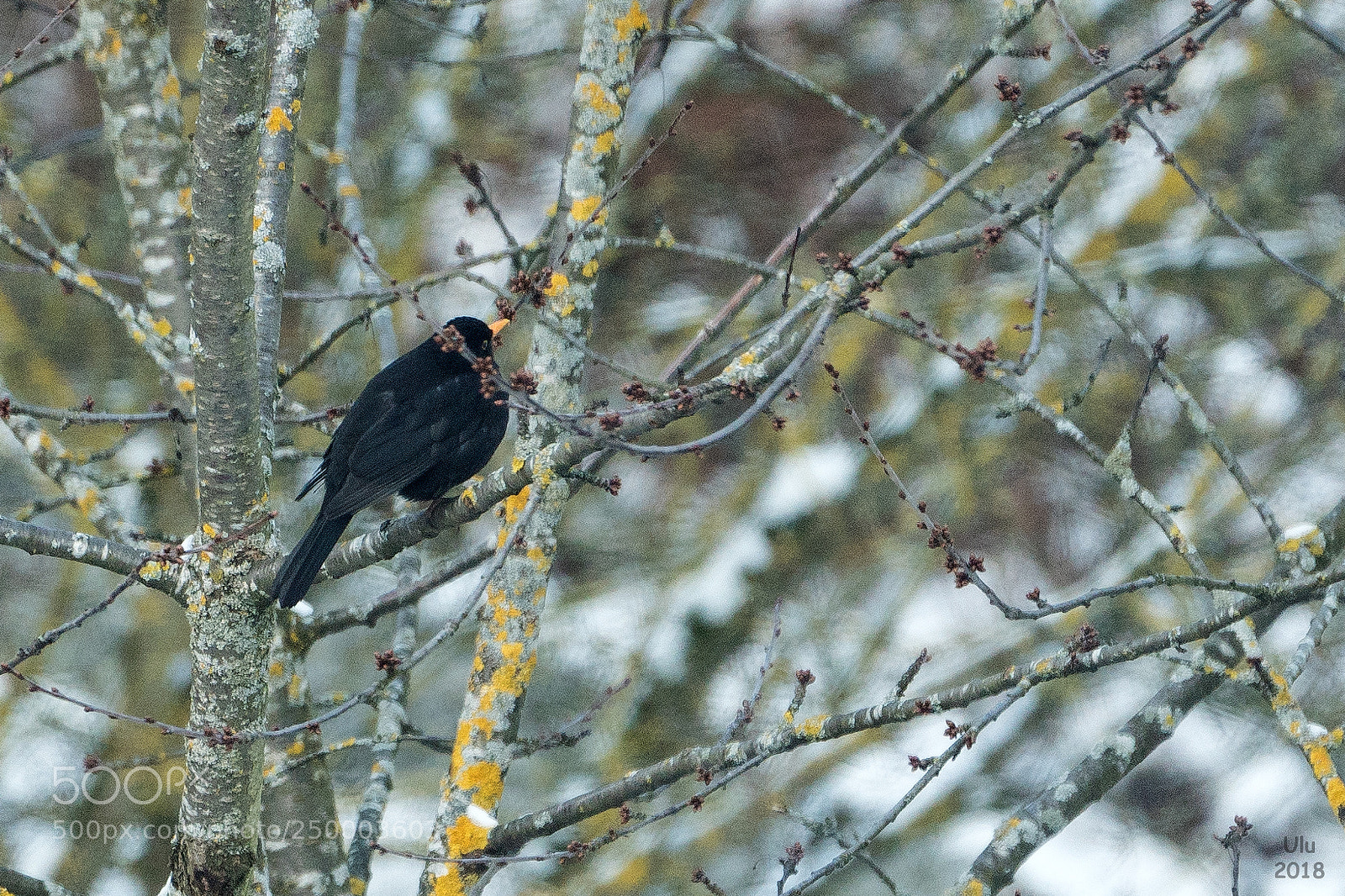 Sony a6300 sample photo. Amsel photography