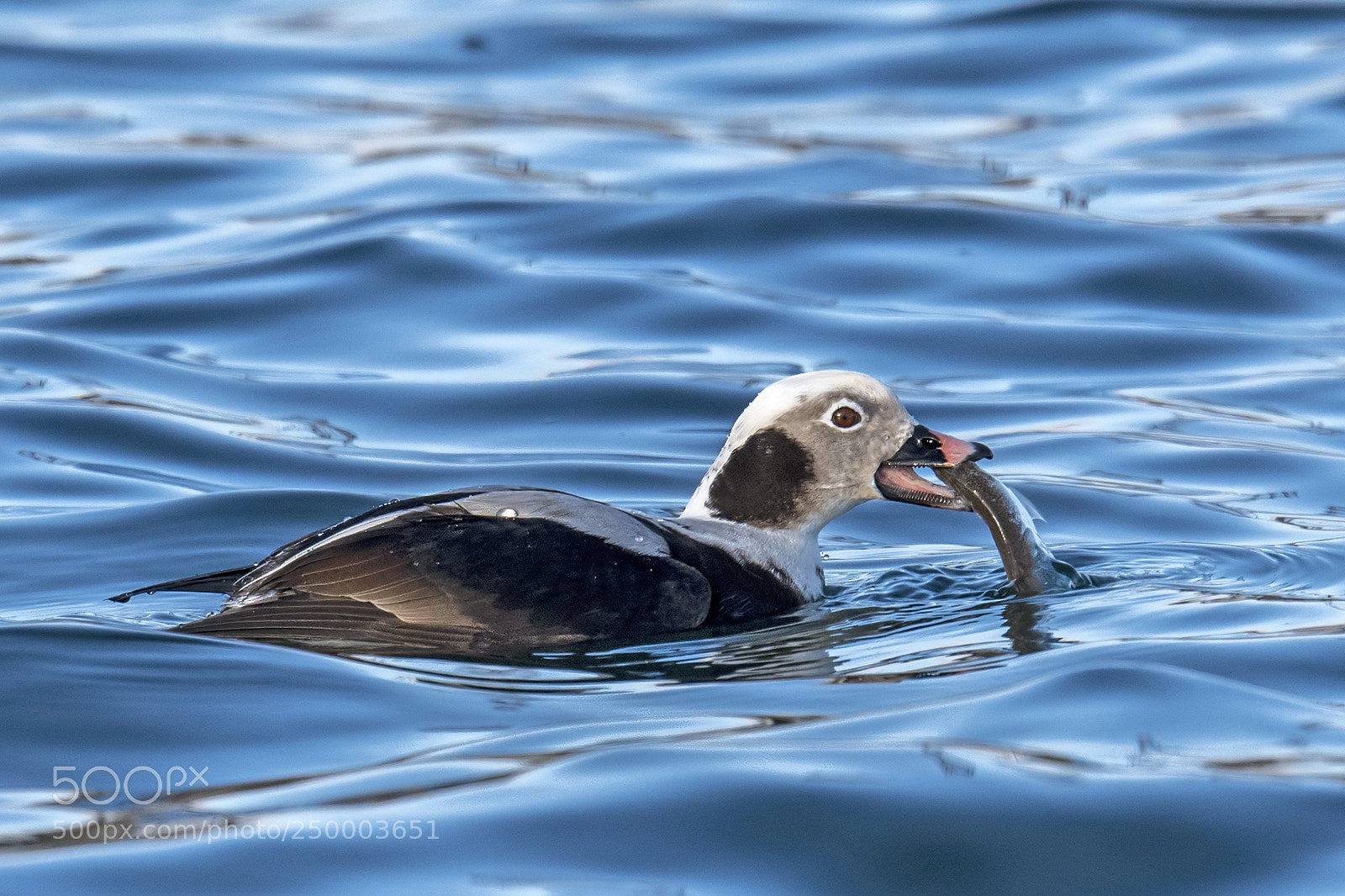 Nikon D850 sample photo. Long-tailed duck photography
