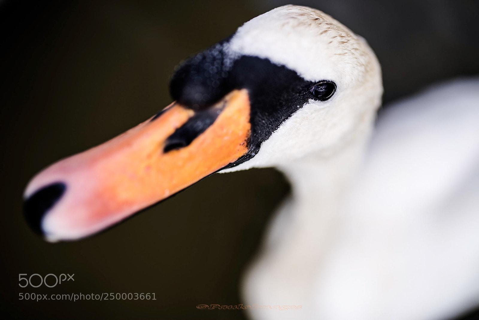 Nikon D810 sample photo. Swan photography