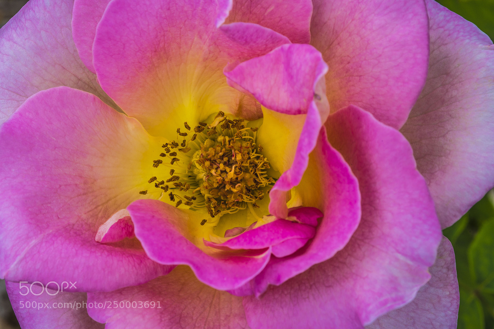 Sony a7R III sample photo. Home grown photography