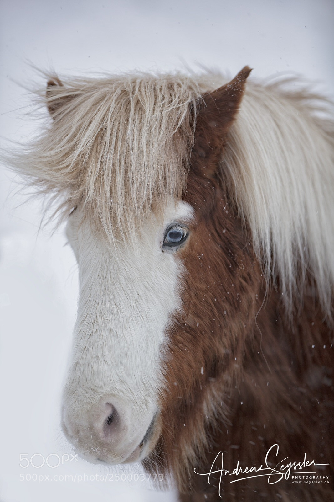 Canon EOS 5DS R sample photo. Blue eyes photography