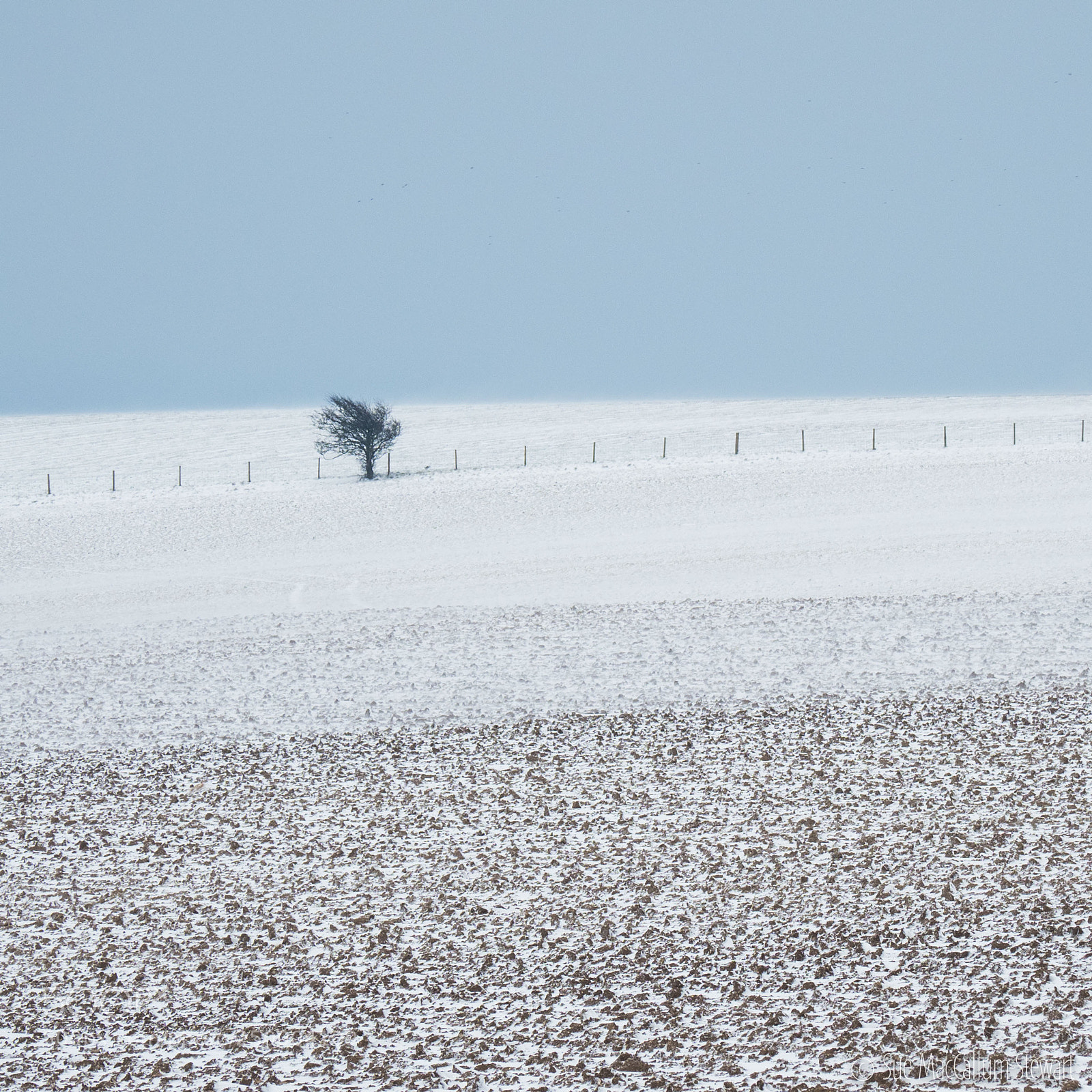 Olympus OM-D E-M1 Mark II sample photo. Lone tree 2 photography