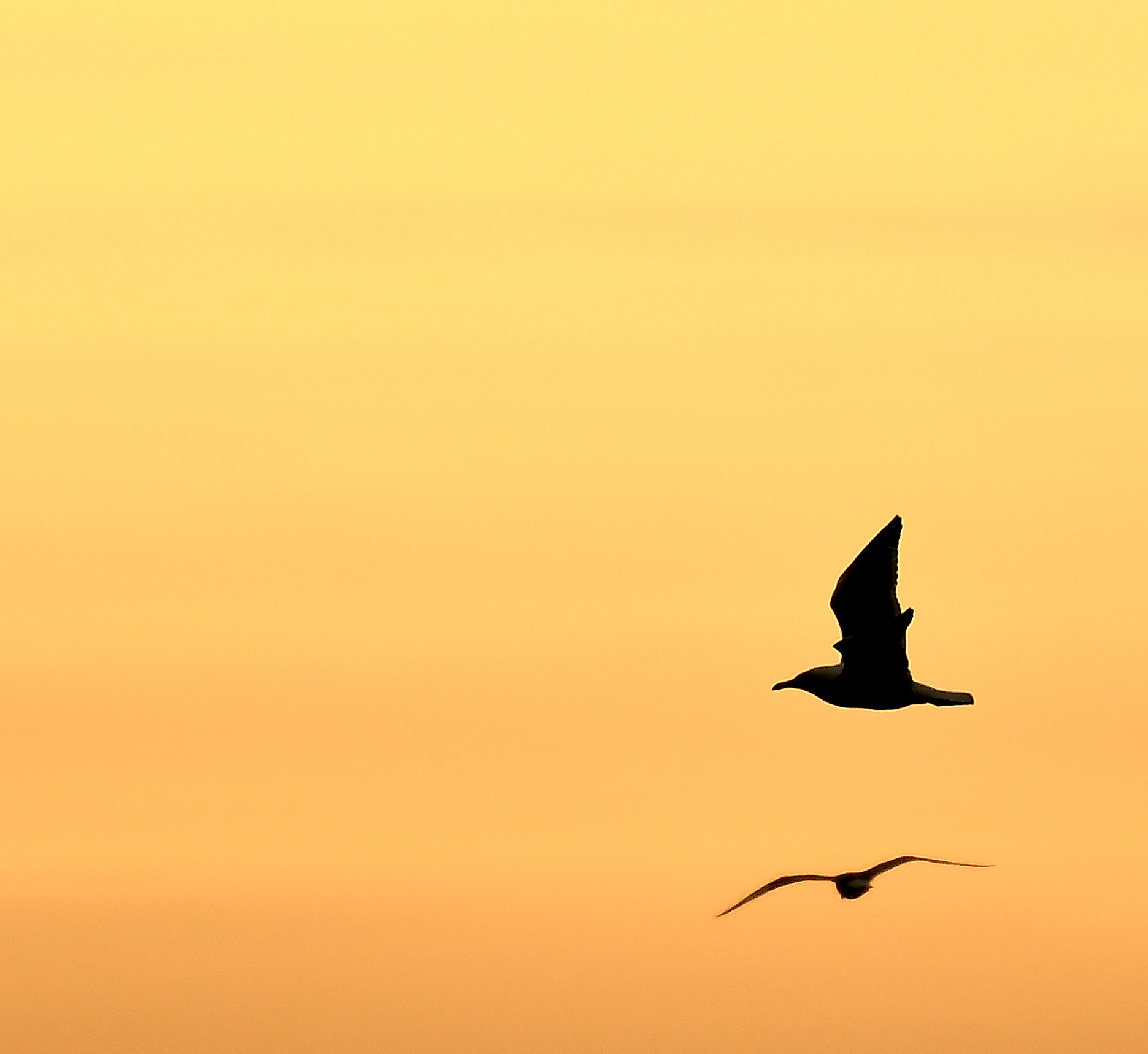 Nikon Nikkor AF-S 300mm F4E PF ED VR sample photo. Seagulls... photography