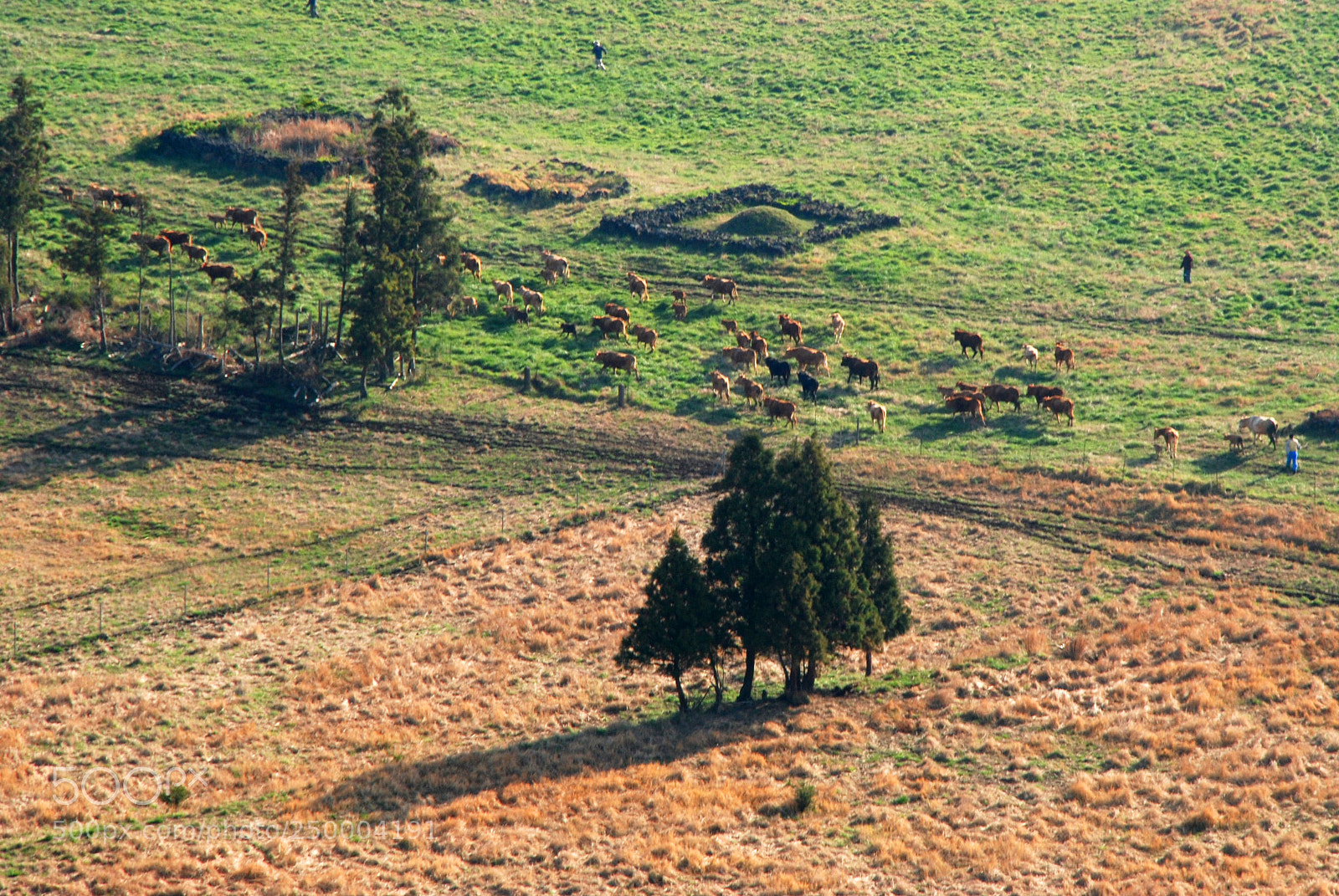 Nikon D80 sample photo. Ranch in jeju island photography