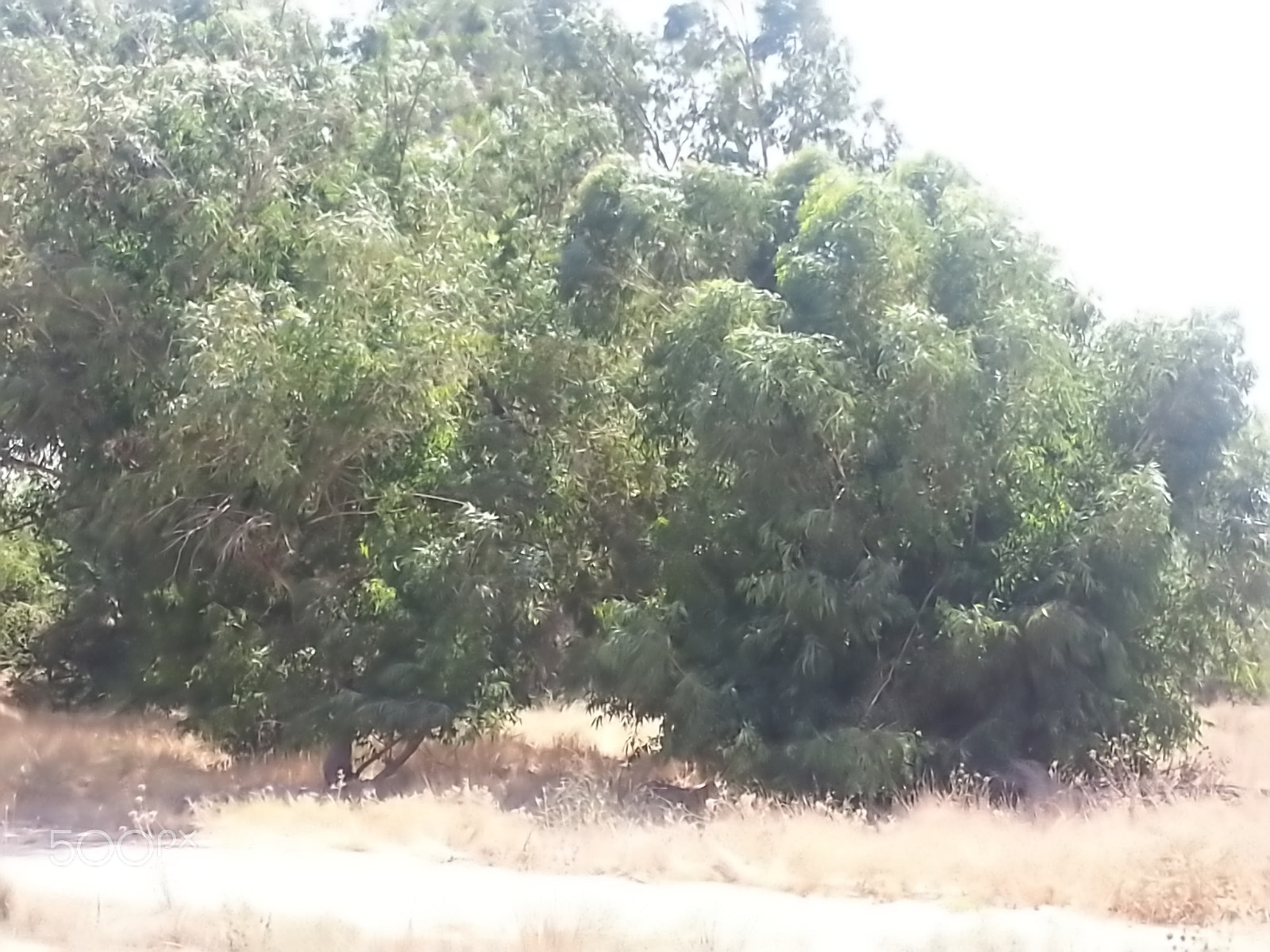 Samsung Galaxy S3 sample photo. Kibbutz einat (1) photography