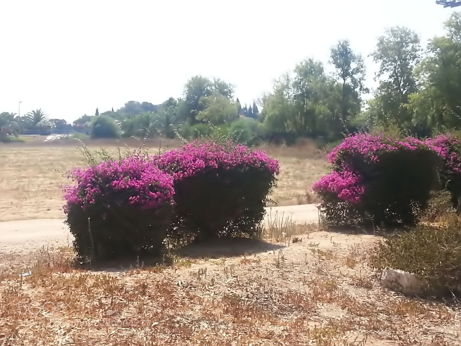 Samsung Galaxy S3 sample photo. Kibbutz einat (1) photography