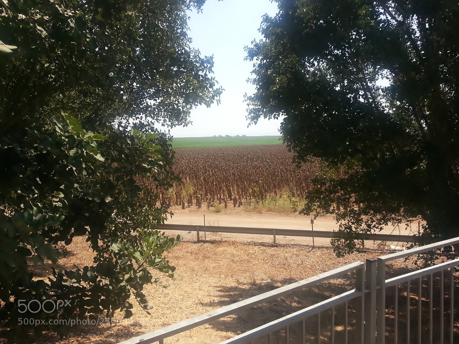 Samsung Galaxy S3 sample photo. Kibbutz einat (1) photography