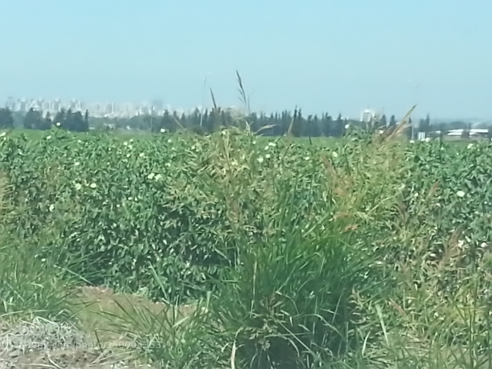 Samsung Galaxy S3 sample photo. Kibbutz einat (1) photography