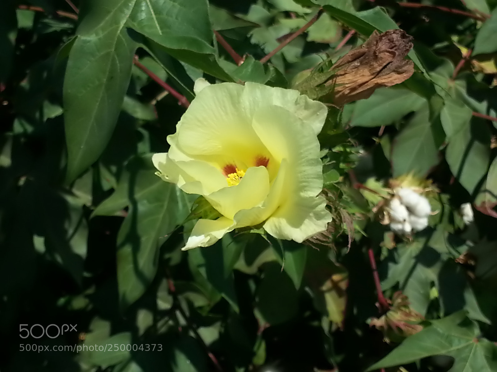 Samsung Galaxy S3 sample photo. Kibbutz einat (1) photography