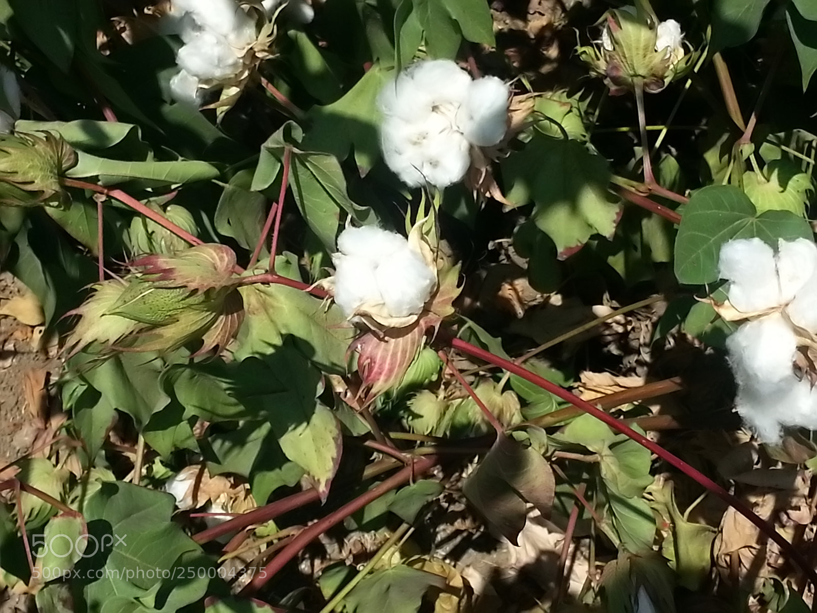 Samsung Galaxy S3 sample photo. Kibbutz einat (1) photography