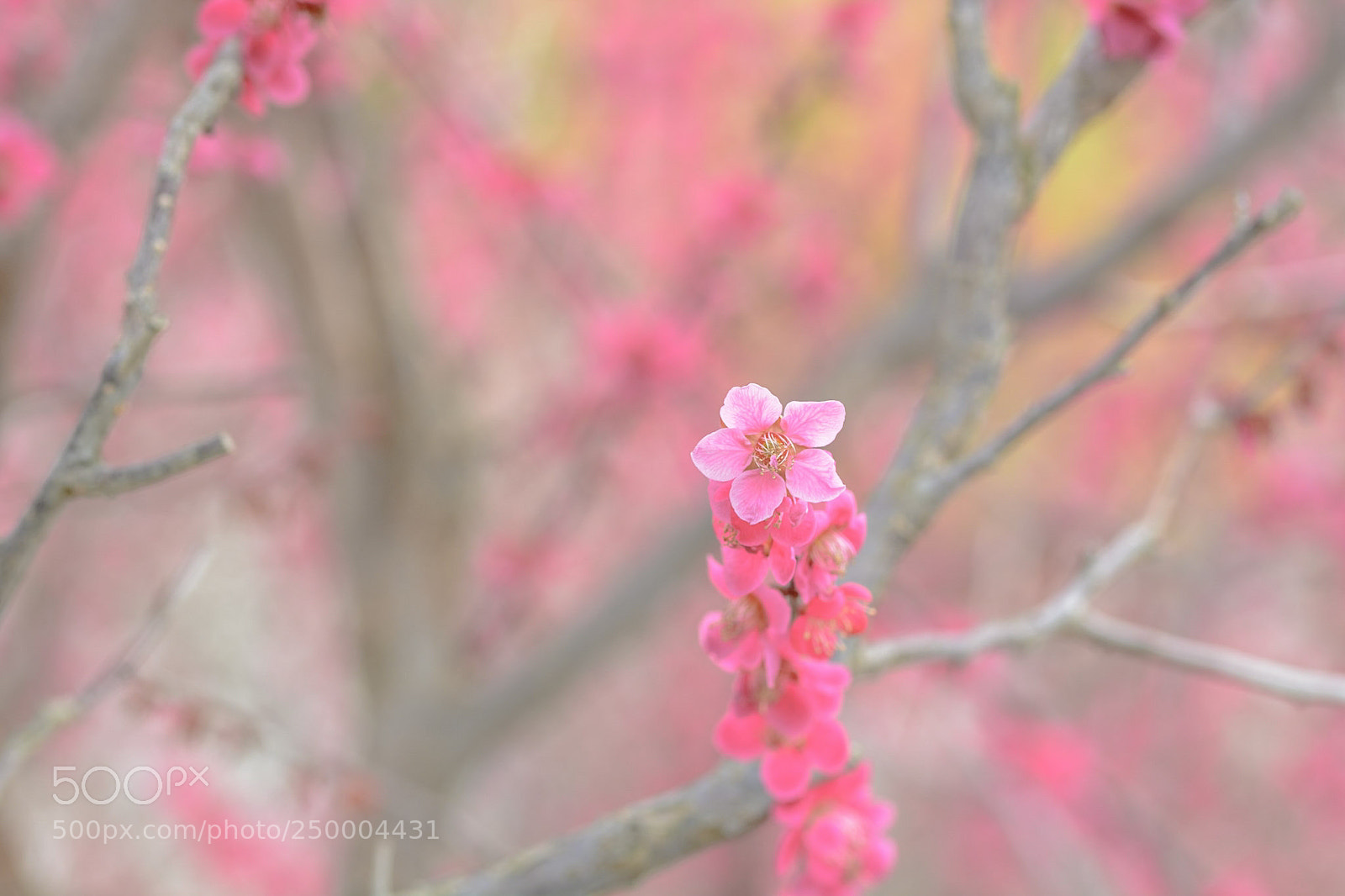 Nikon D7100 sample photo. Banpaku photography