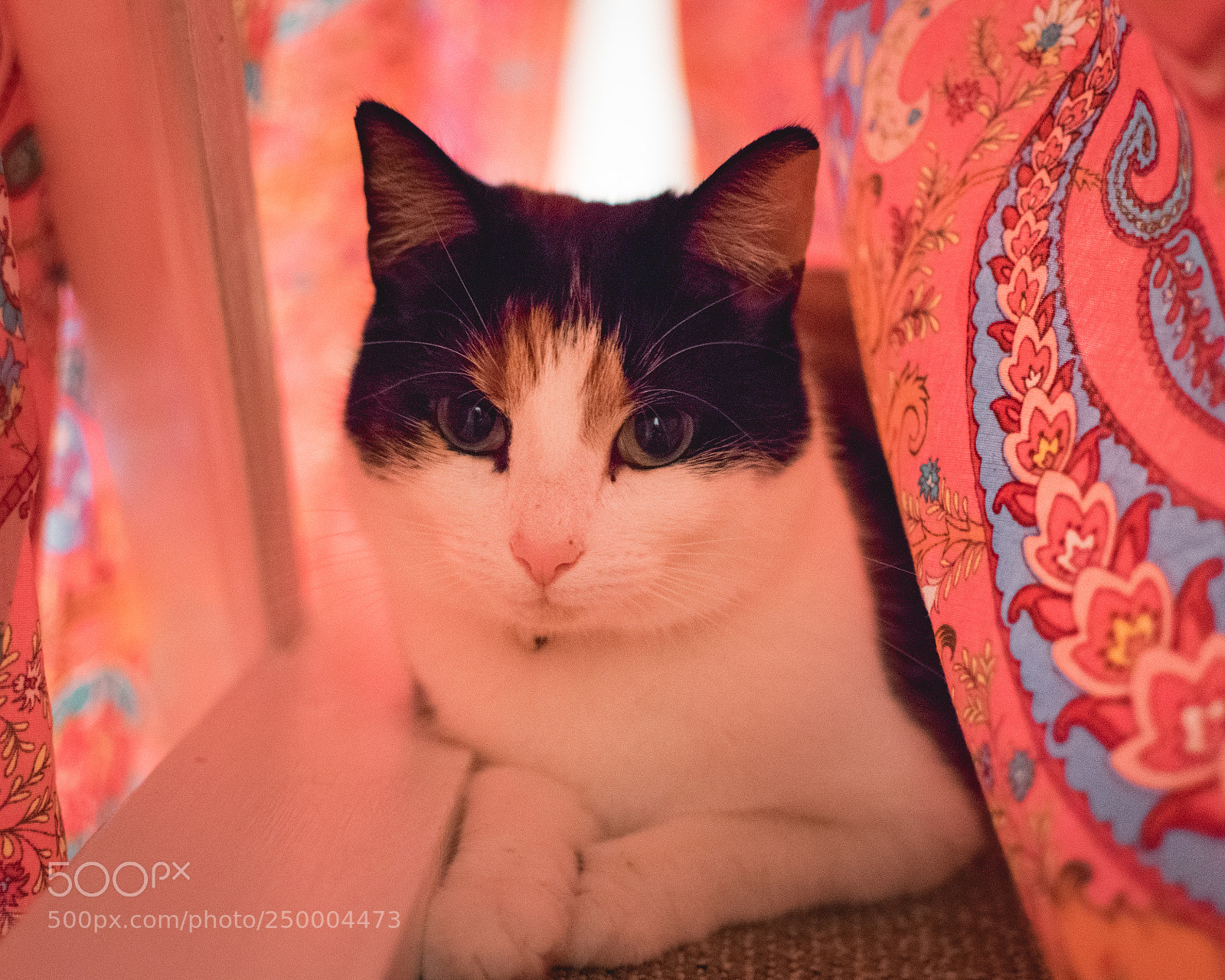 Nikon D3300 sample photo. Luna photography
