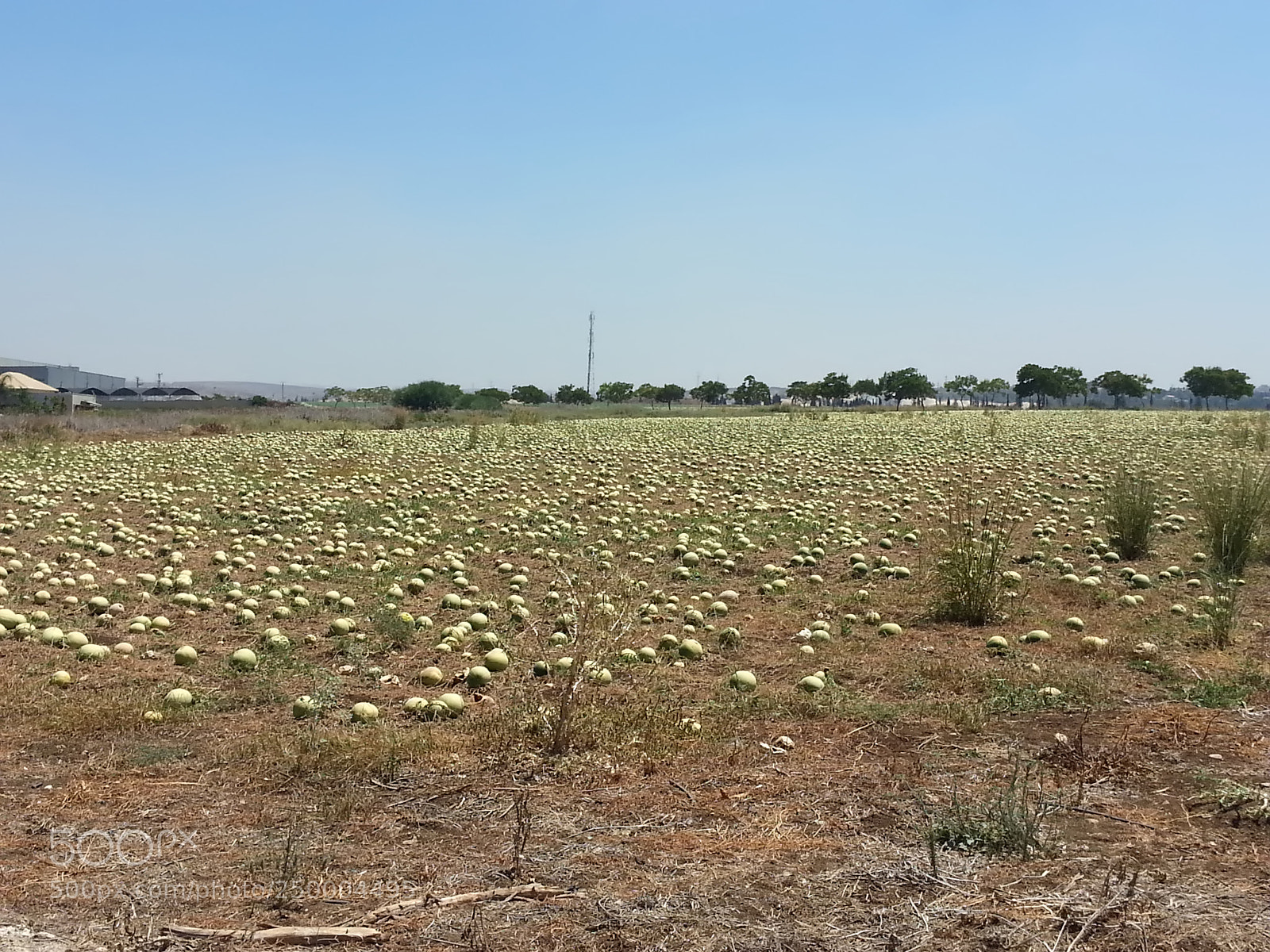 Samsung Galaxy S3 sample photo. Kibbutz einat (1) photography
