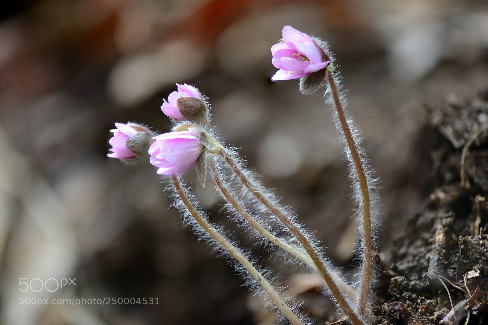 Nikon D800 sample photo. Hepatica photography