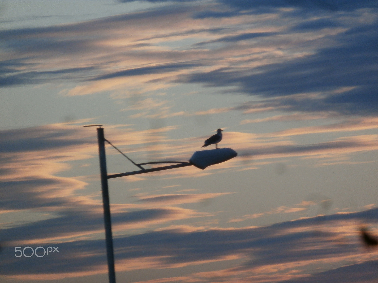 Olympus SZ-15,DZ-100 sample photo. Ave photography