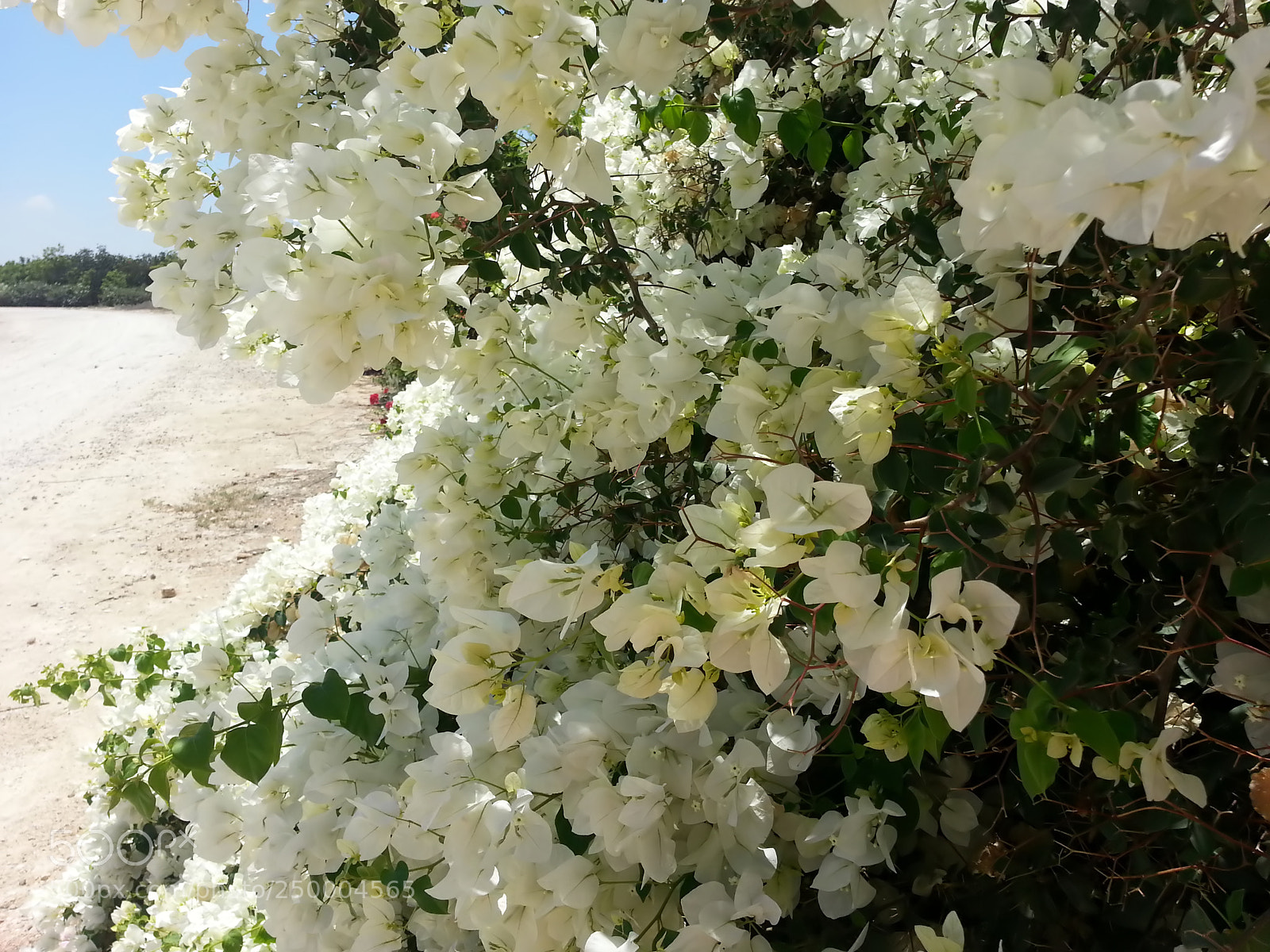 Samsung Galaxy S3 sample photo. Kibbutz einat (1) photography