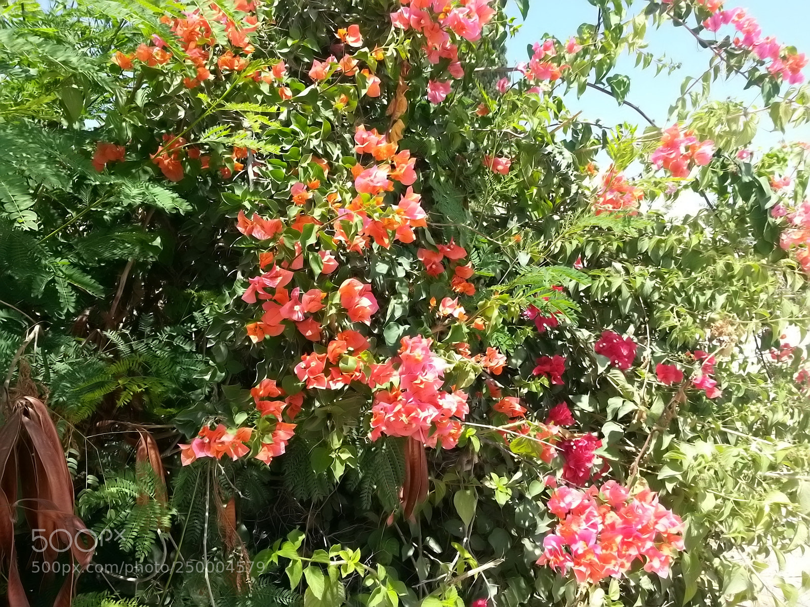 Samsung Galaxy S3 sample photo. Kibbutz einat (1) photography