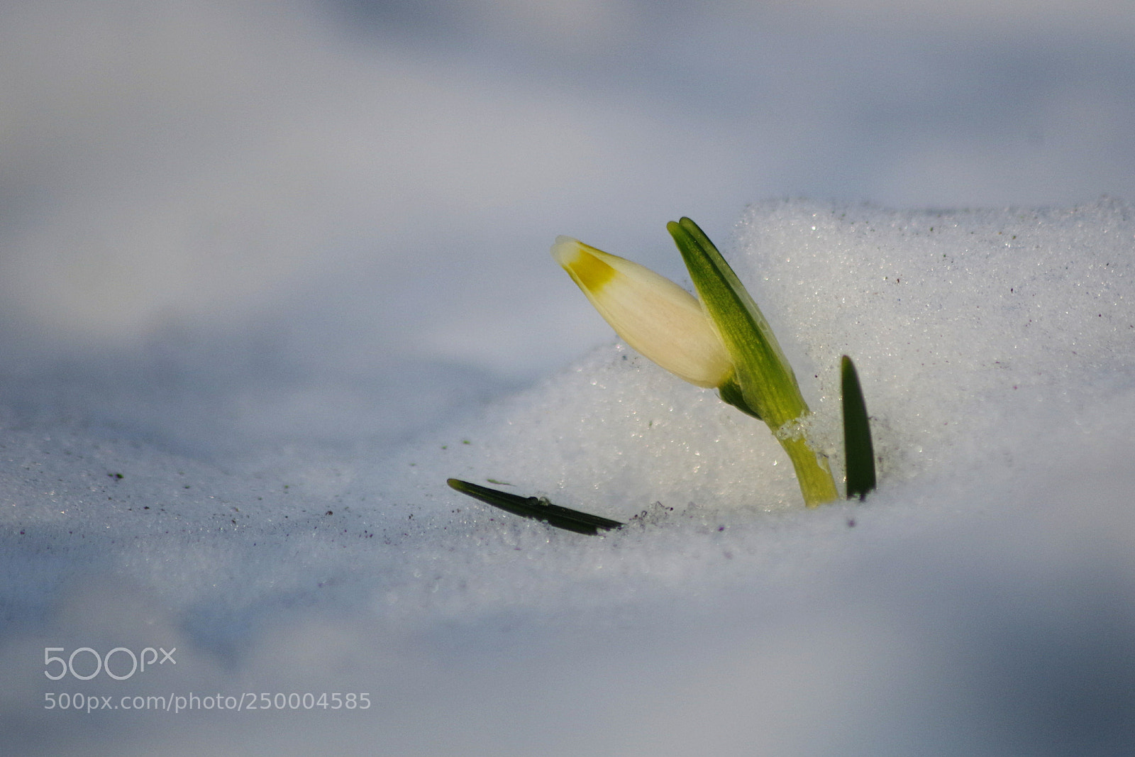 Pentax K-50 sample photo. Beginning of spring photography
