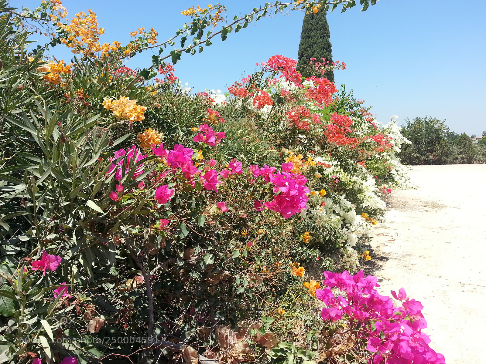 Samsung Galaxy S3 sample photo. Kibbutz einat (1) photography