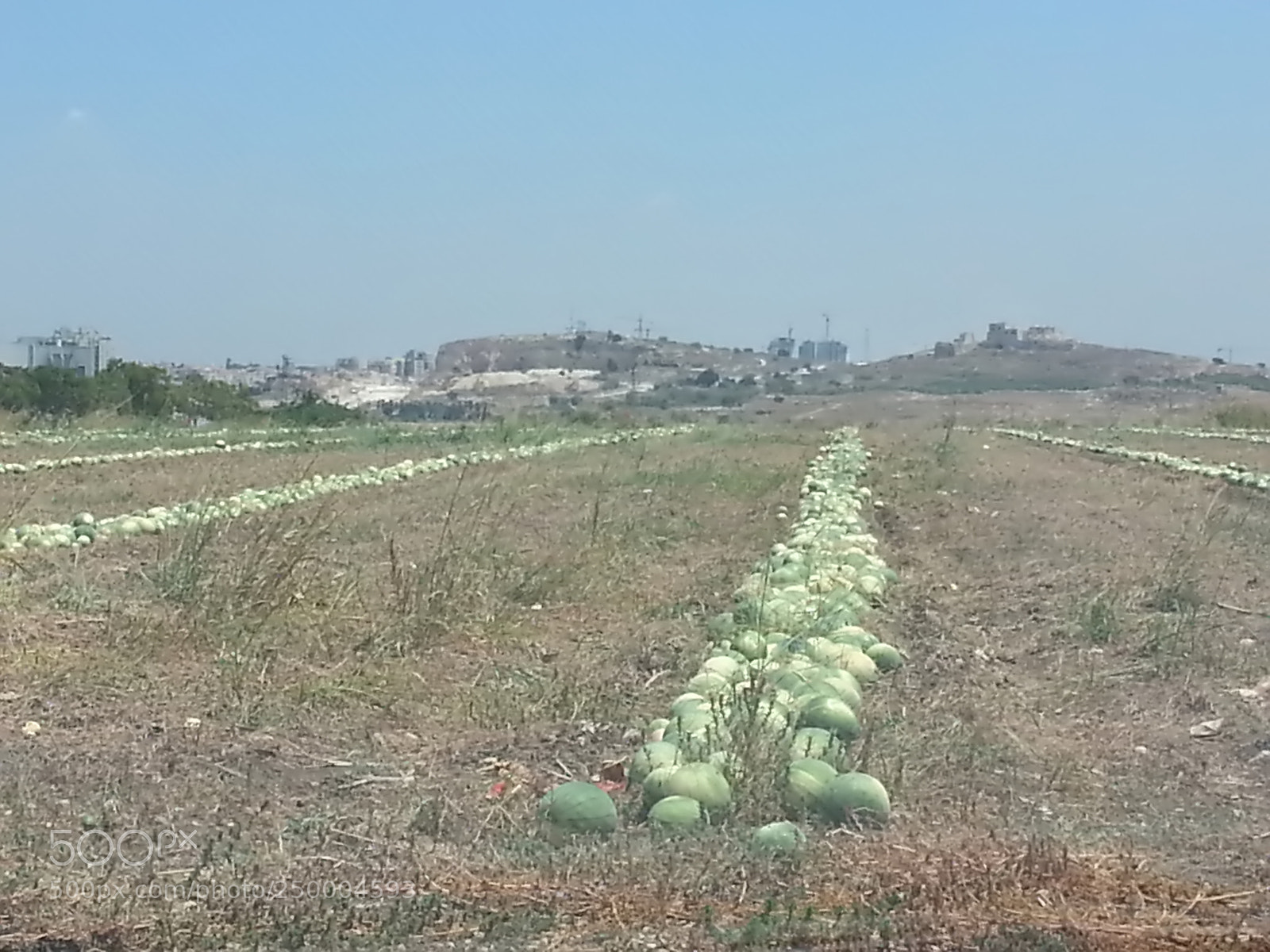Samsung Galaxy S3 sample photo. Kibbutz einat (1) photography