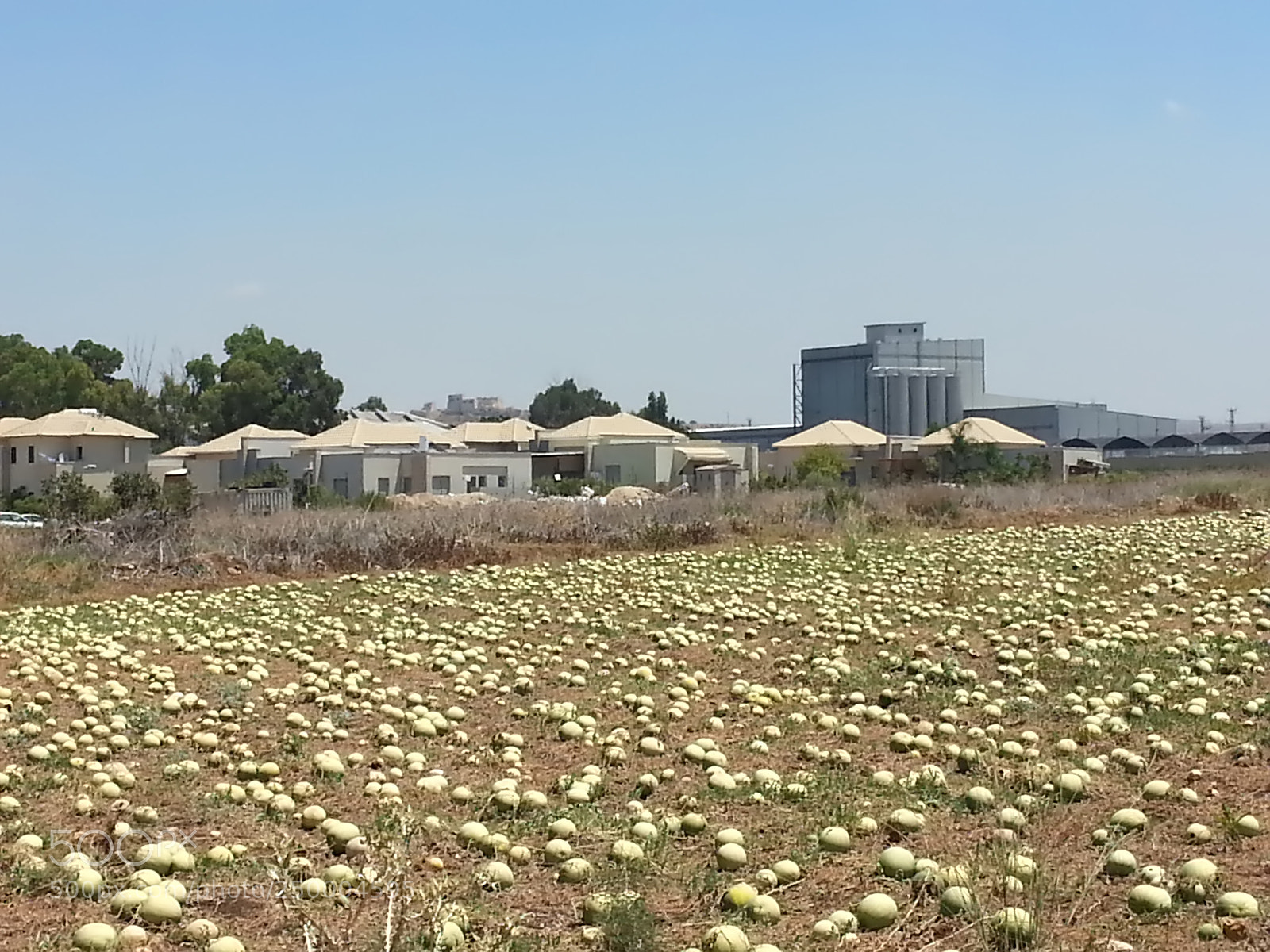 Samsung Galaxy S3 sample photo. Kibbutz einat (1) photography