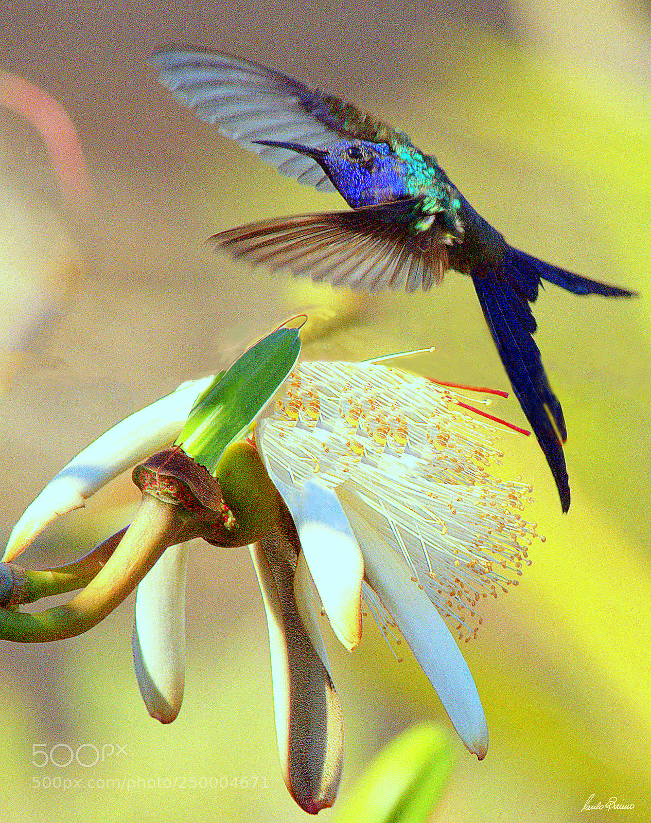 Nikon D600 sample photo. Wonderful world photography