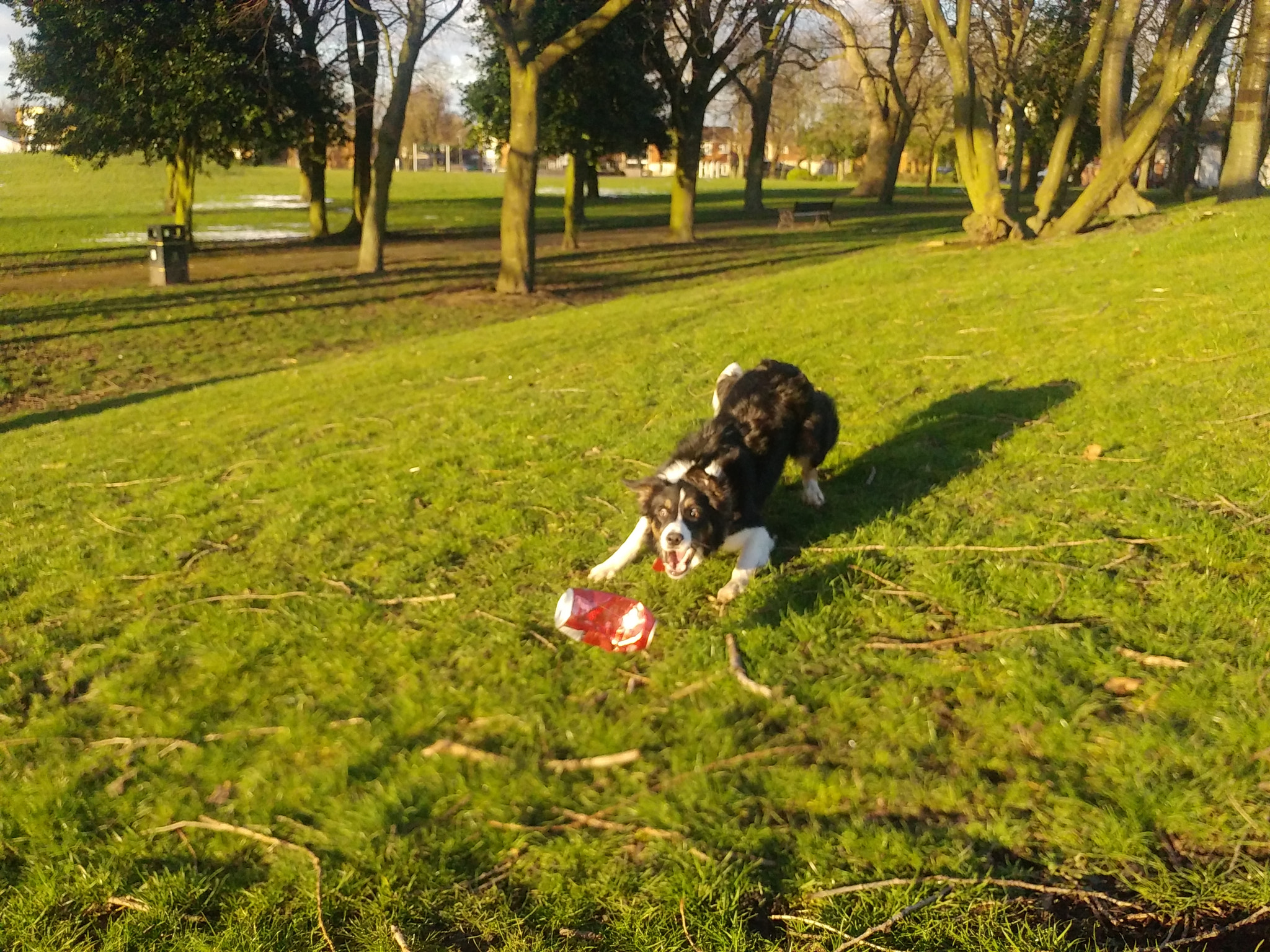 LG G5 SE sample photo. Daisy on the beer hunt photography