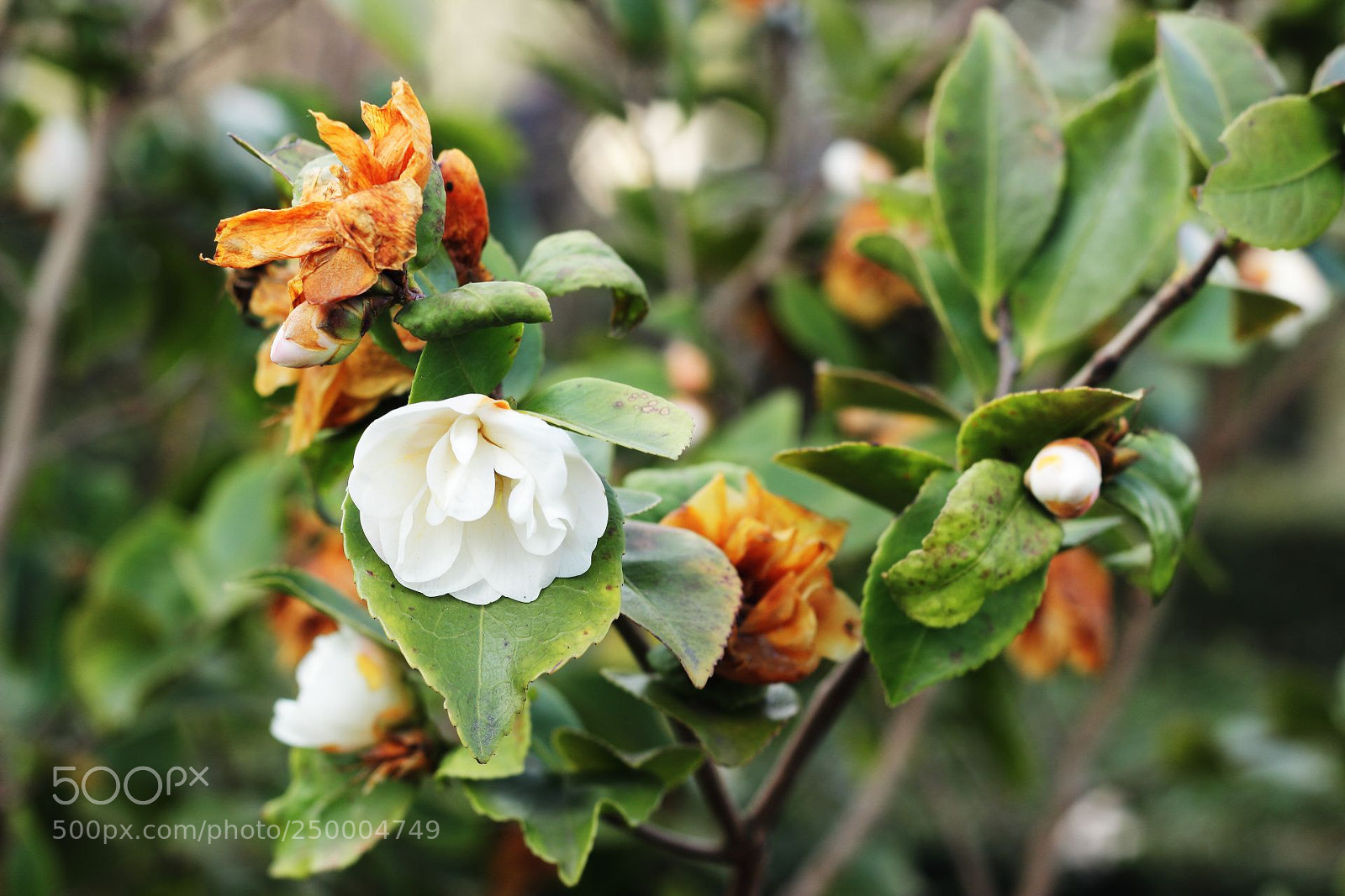 Canon EOS 600D (Rebel EOS T3i / EOS Kiss X5) sample photo. White rose photography