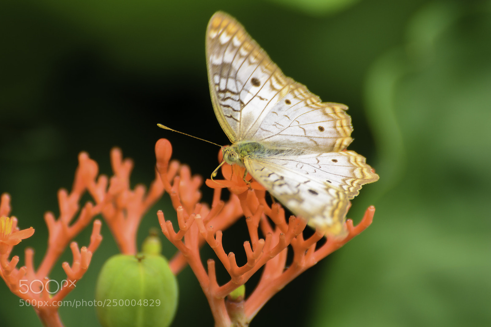 Nikon D7000 sample photo. Butterfly feeding photography